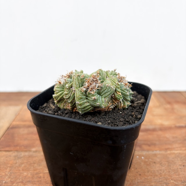 Aztekium ritteri 'Valdezii'【アズテキウム・紅籠・カキ仔】