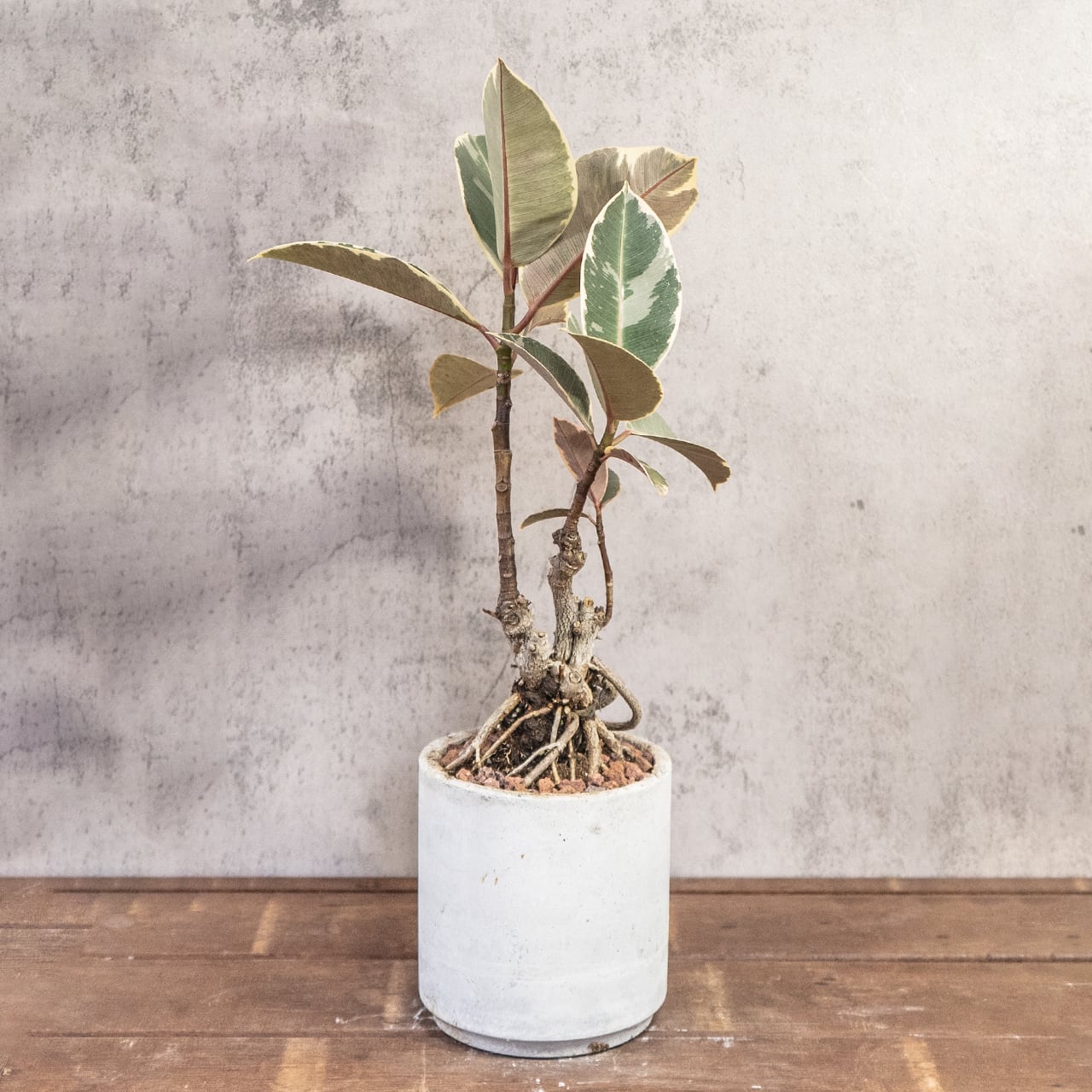 フィカス・ティネケ｜力強く伸びる気根と斑入り葉が美しい個性派インテリアグリーン｜レア株を楽しむ一点物｜手づくりモルタル鉢仕立て