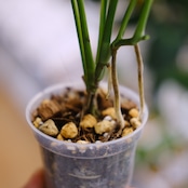 【実生】モンステラ オブリクア ペルー / Monstera Obliqua Peru③ / 観葉植物