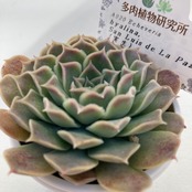【現物商品】ECHEVERIA hyalina,San Luis de La Paz 原種 実生苗