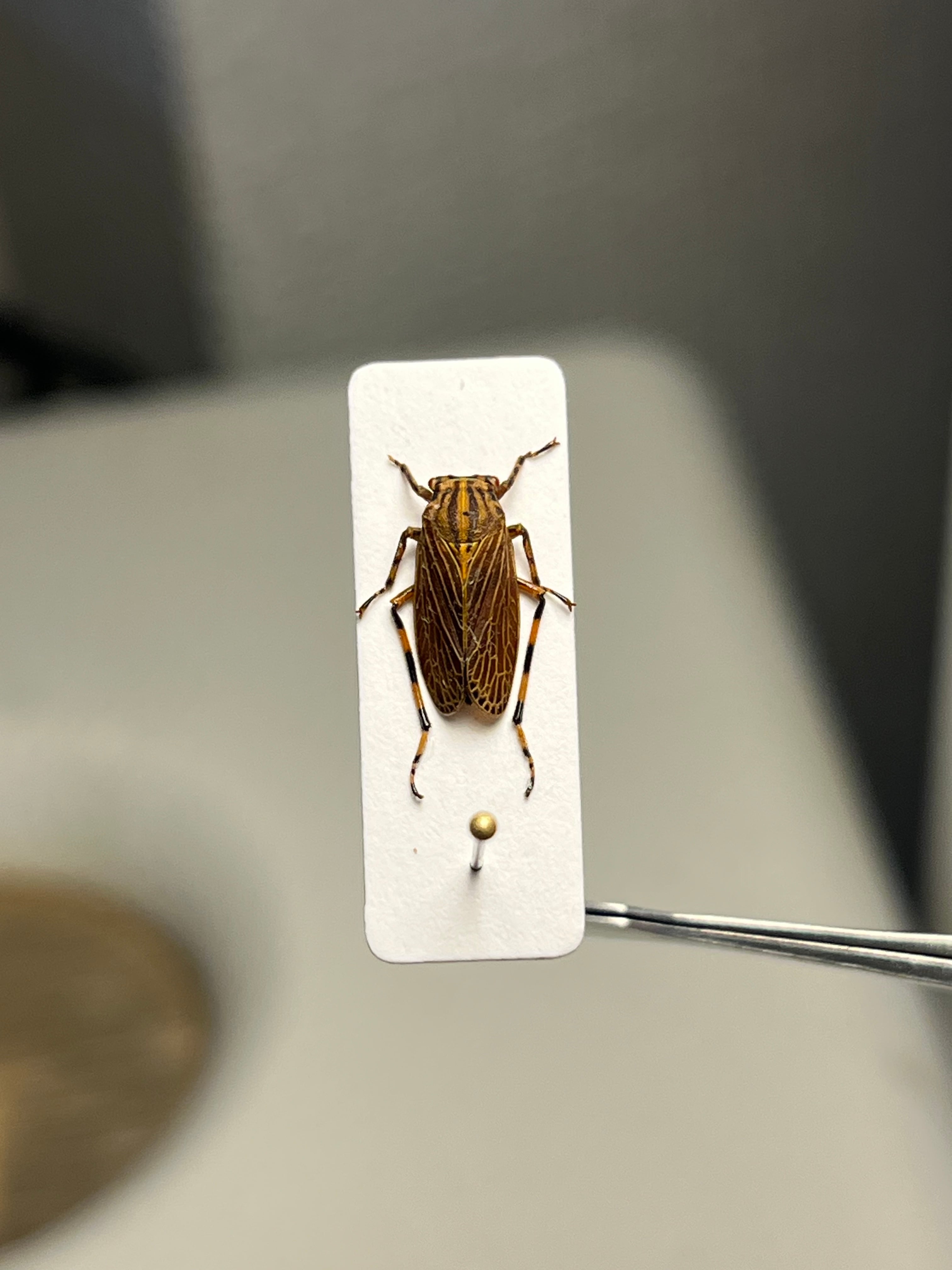 8mm】ペルーのツノゼミの一種 標本 ヨコバエAethalion reticulatum