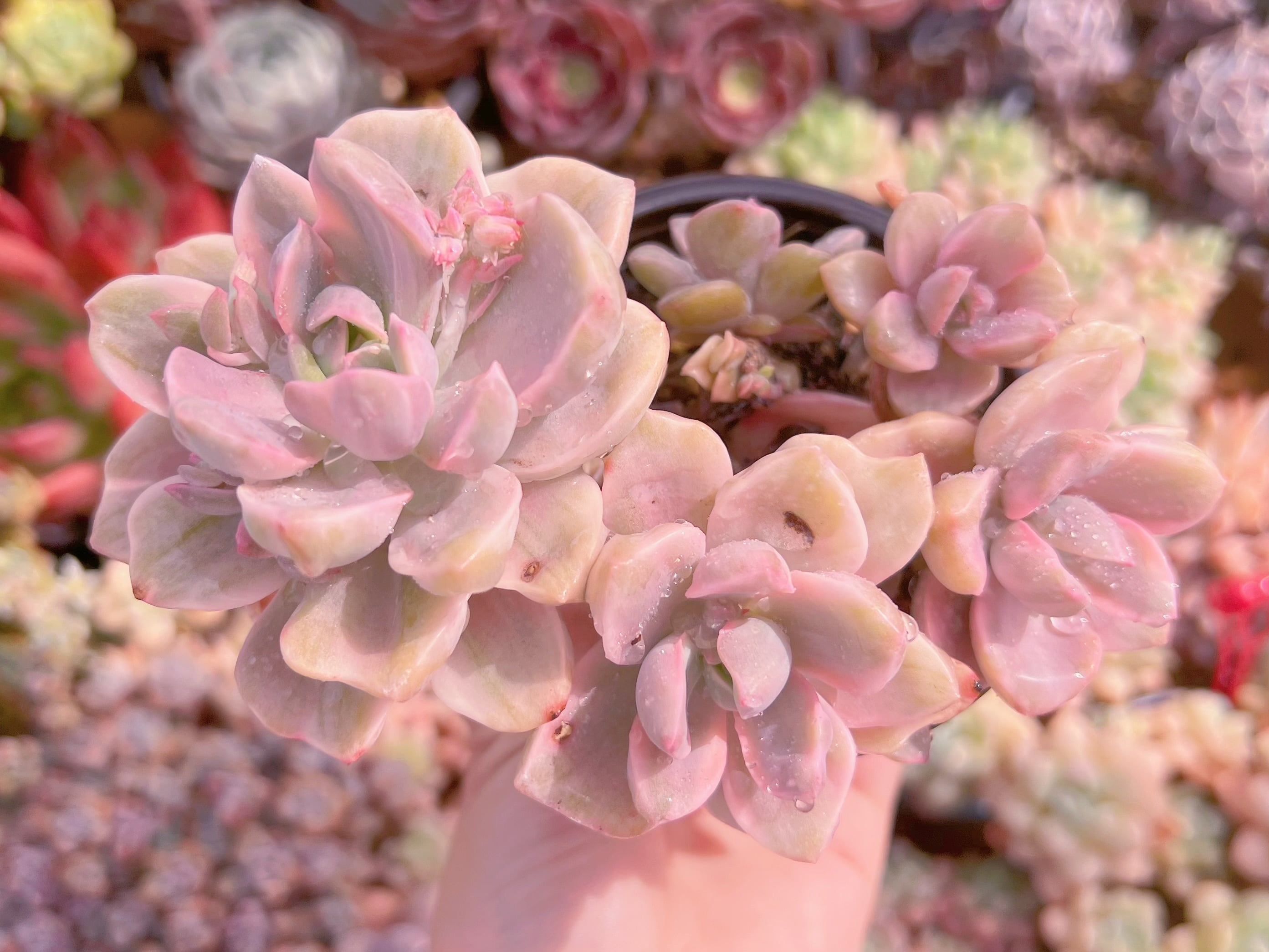 現品　リチャード錦#886　るる農園