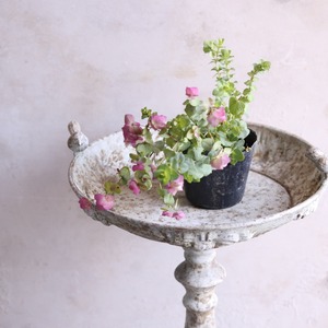 mondimanche　ハーブ　オレガノ　ケントビューティー｜寄せ植えにオススメ　丈夫　寄せ植えをオシャレにする