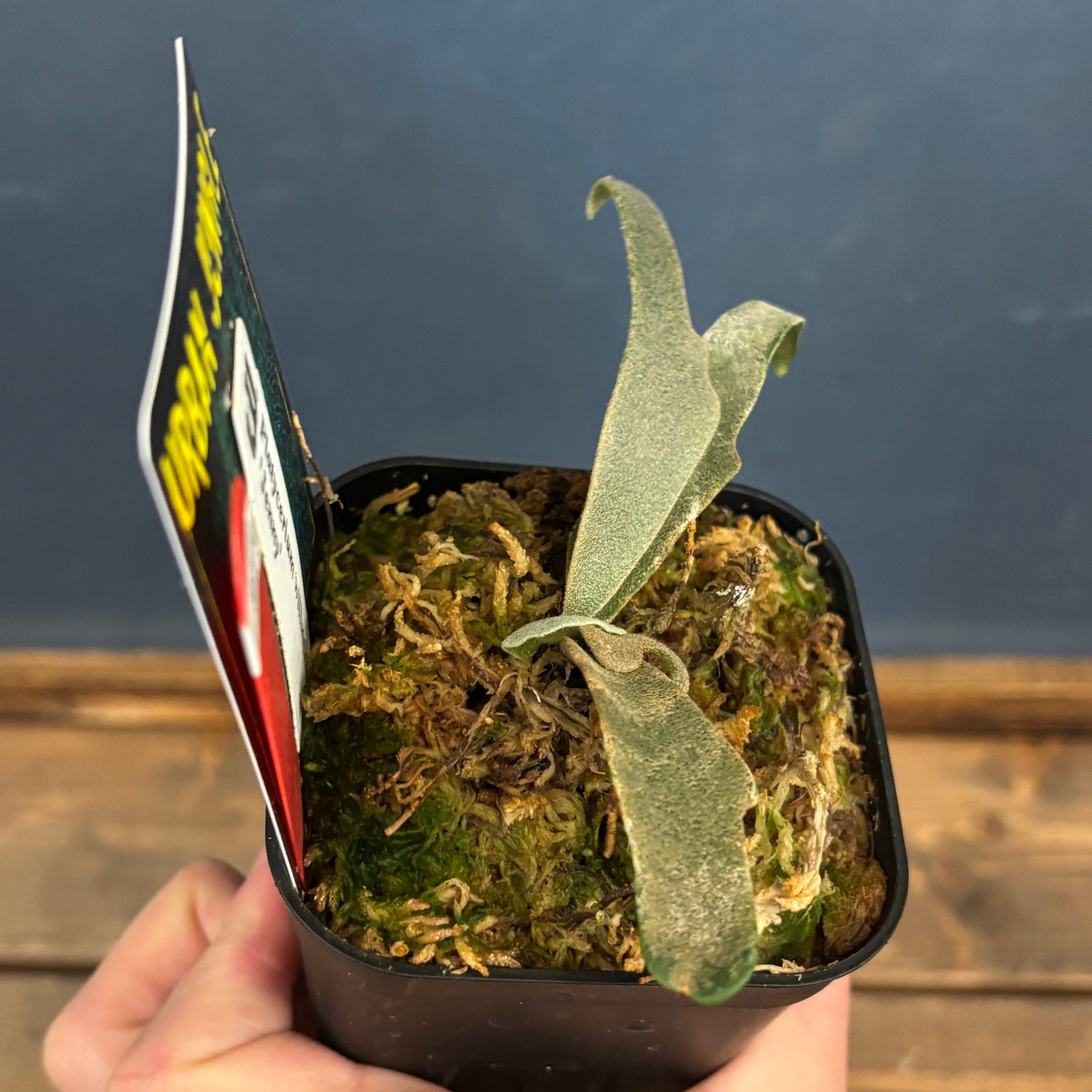 クリアランス】ビカクシダ ジェニー P. willinckii 'Jenny'【959