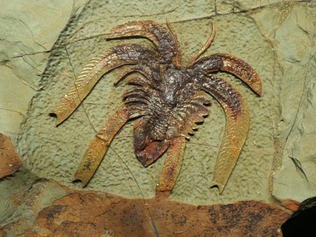 極上！希少種！節足動物の化石【Furca mauritanica】【494ｇ】モロッコ王国・フェゾウアタ産/フルカ/バージェス/恐竜/魚/マルレラ