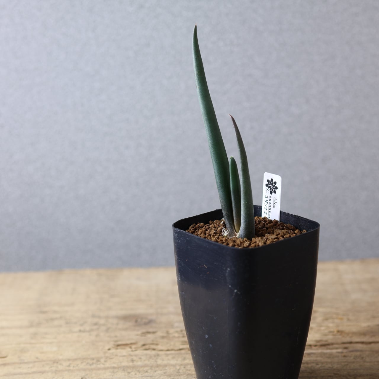 MARX PLANTS | 観葉植物・多肉植物・塊根植物