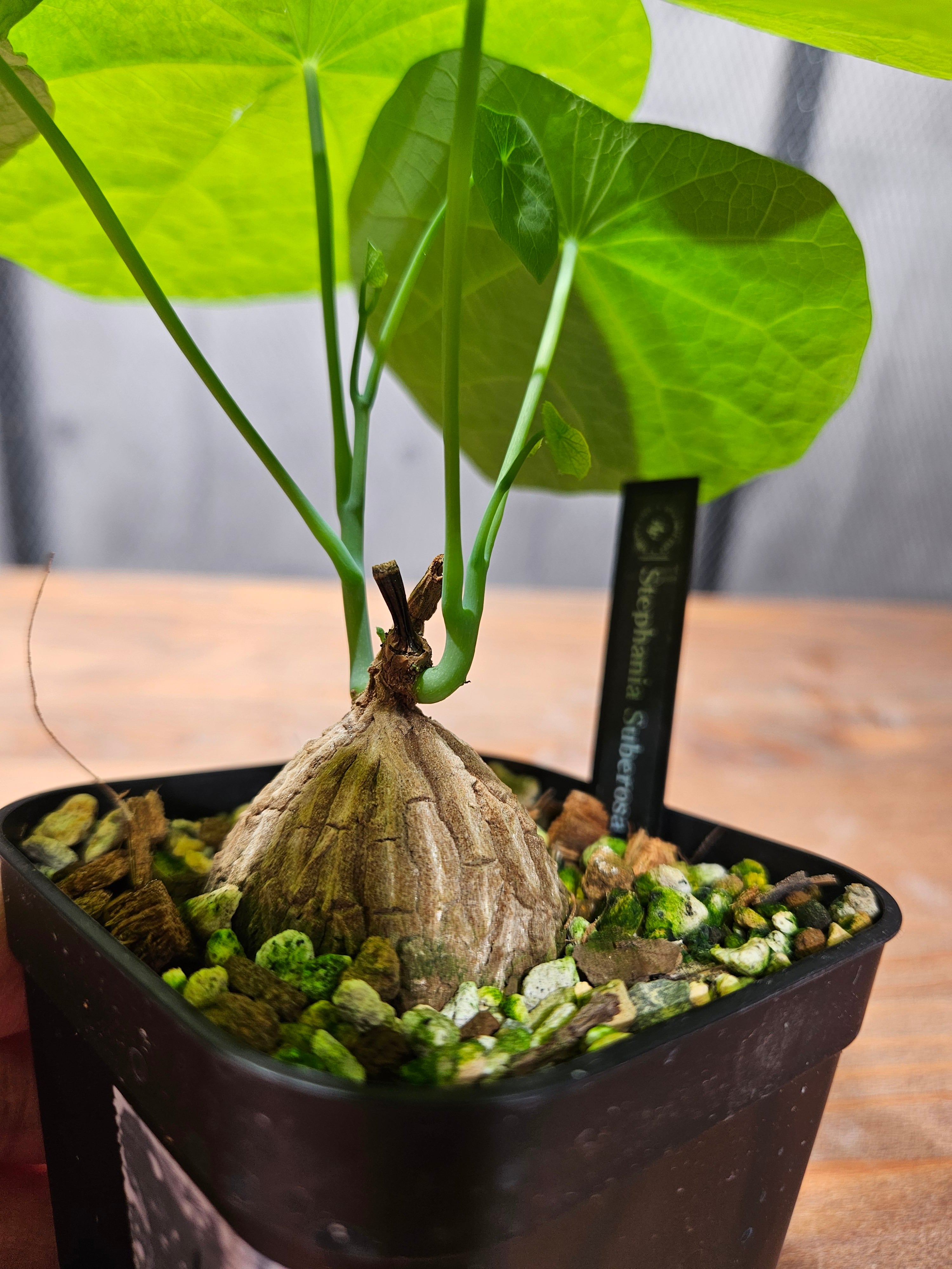 ステファニア スベローサ Stephania suberosa 植木鉢亀甲竜 塊根植物 7cm~