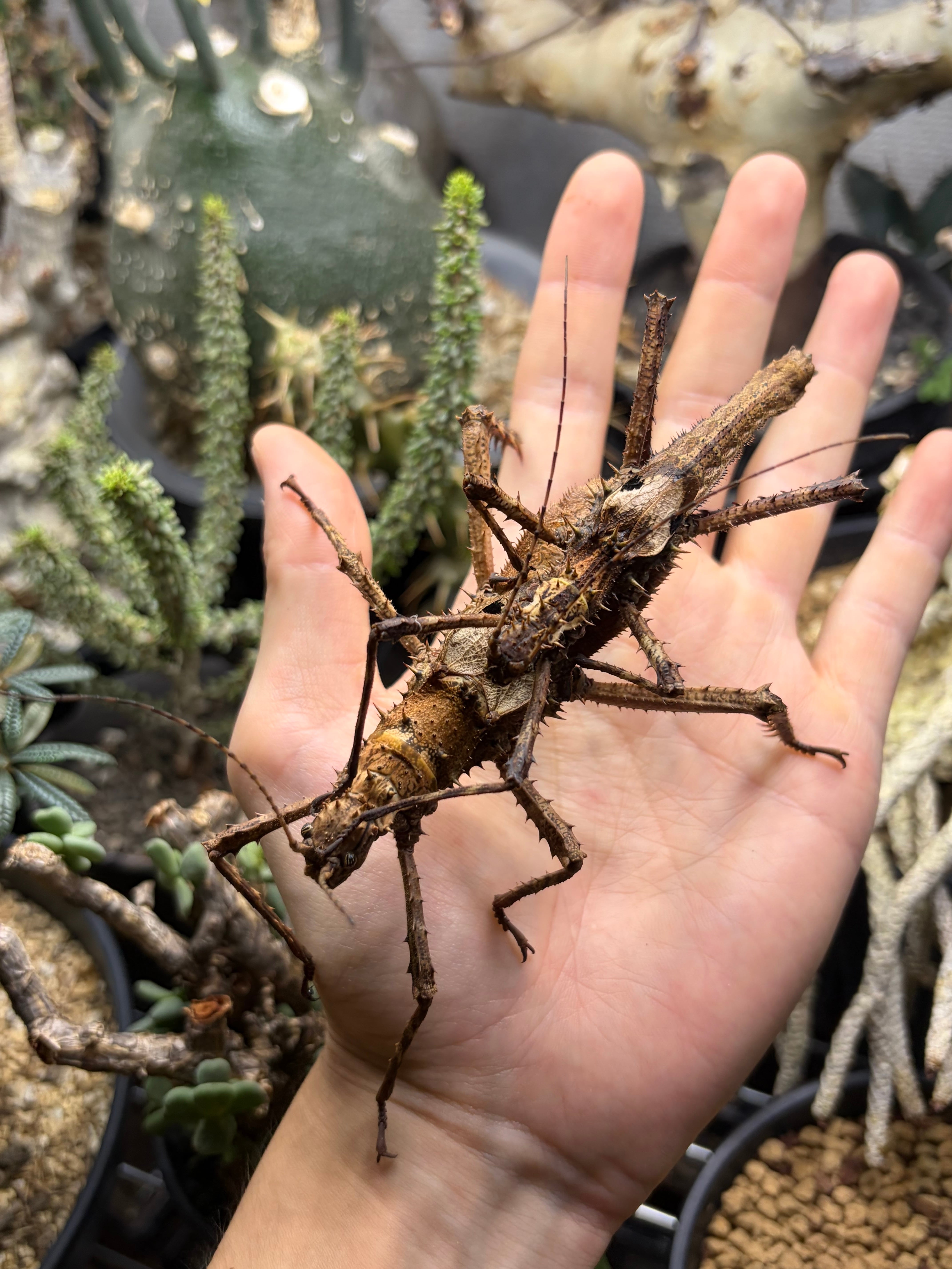 交尾済ペア】サカダチコノハナナフシに近縁の棘の発達したHaaniella