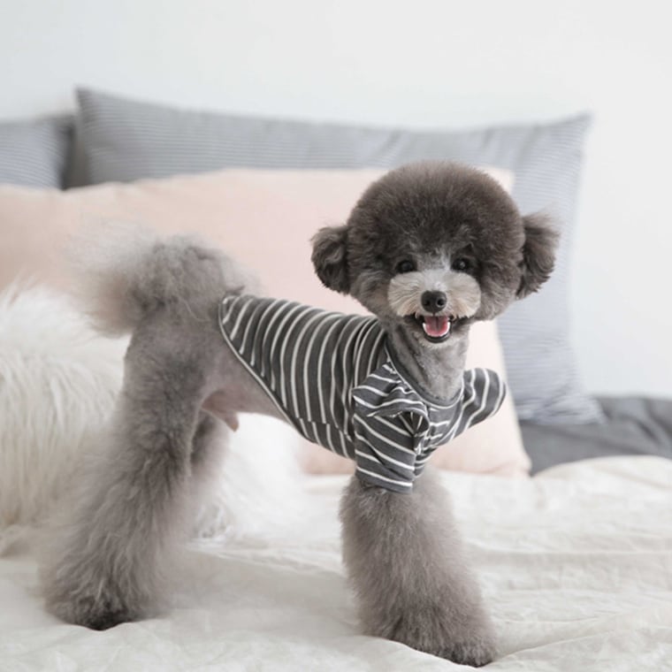 willy stripe t-shirt S ~ XL 2color / 犬服 フリル ボーダー Tシャツ ブラウス ドッグウェア シンプル トップス お出かけ ストライプ 長袖