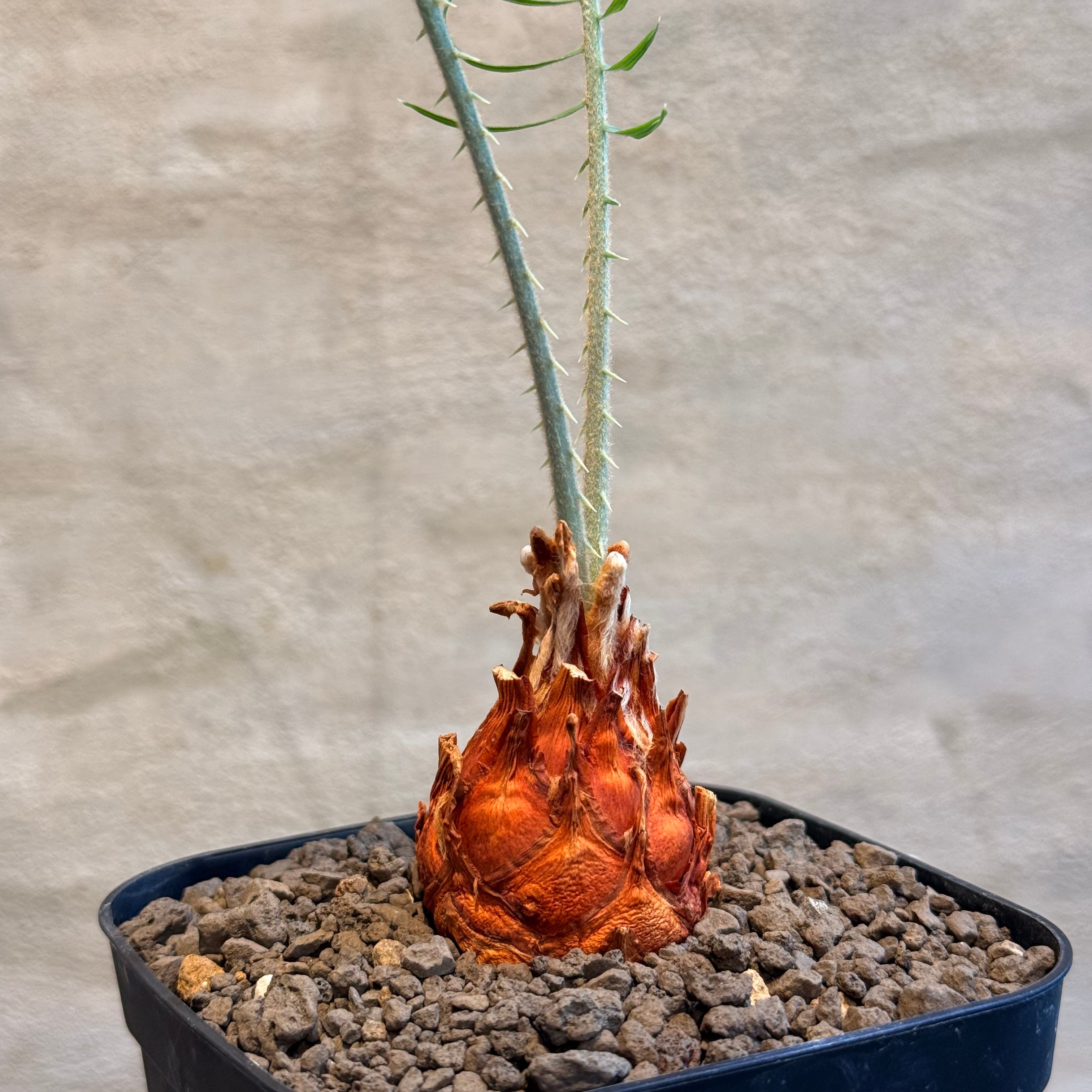 グラキリス 現地球 全A面 ツートン ボタナイズ荒土福岡限定鉢付き 赤肌×銀肌 植物 | A-PLANTS
