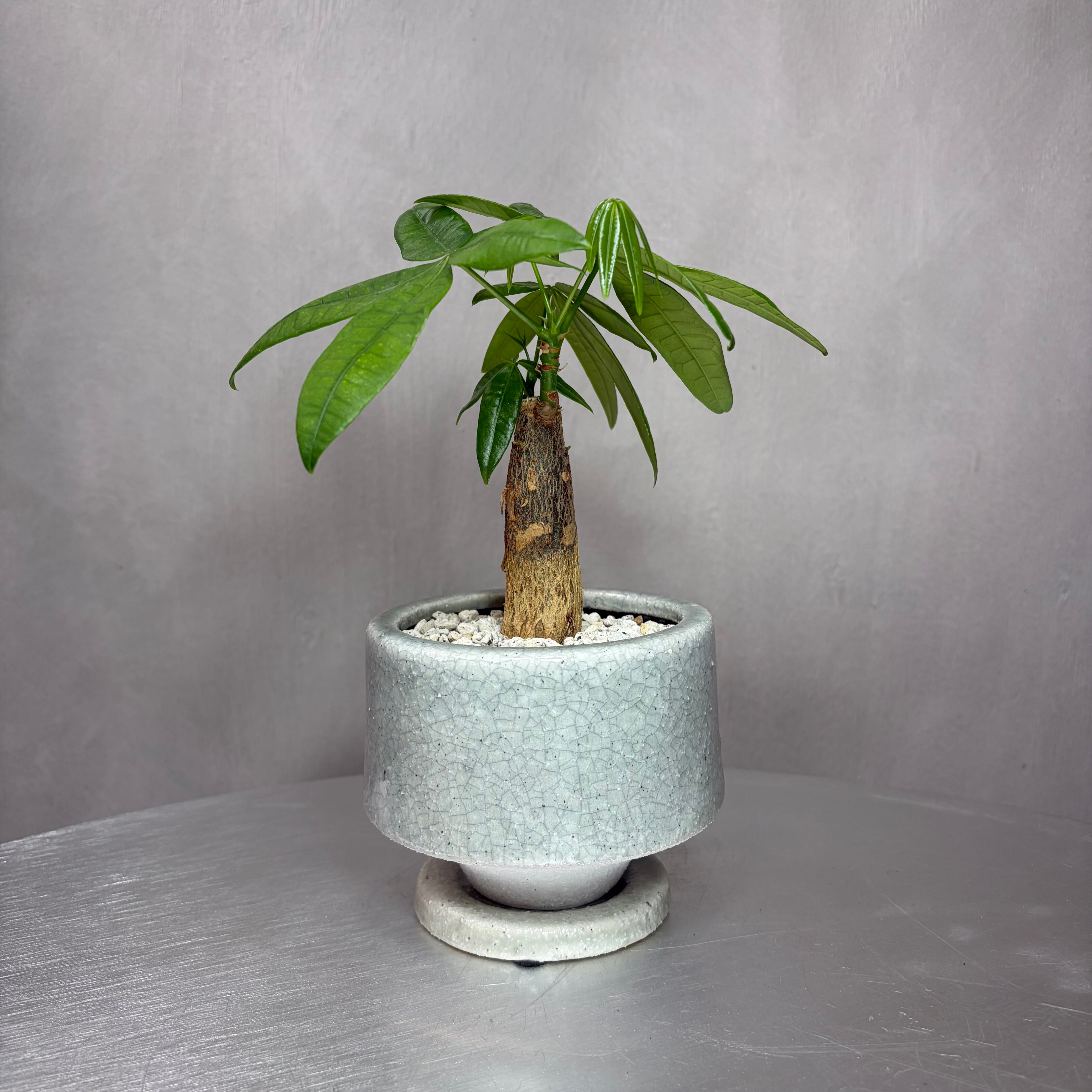 パキラ 観葉植物 陶器鉢 植え込み