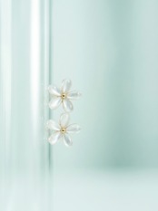 朝花