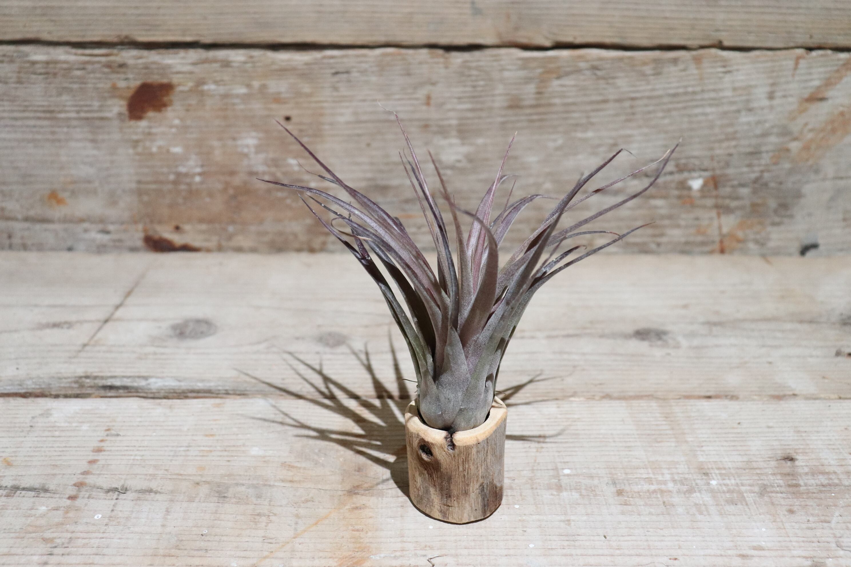 送料無料】カピタータ ルブラ〔エアプランツ〕現品発送T1003 | plane