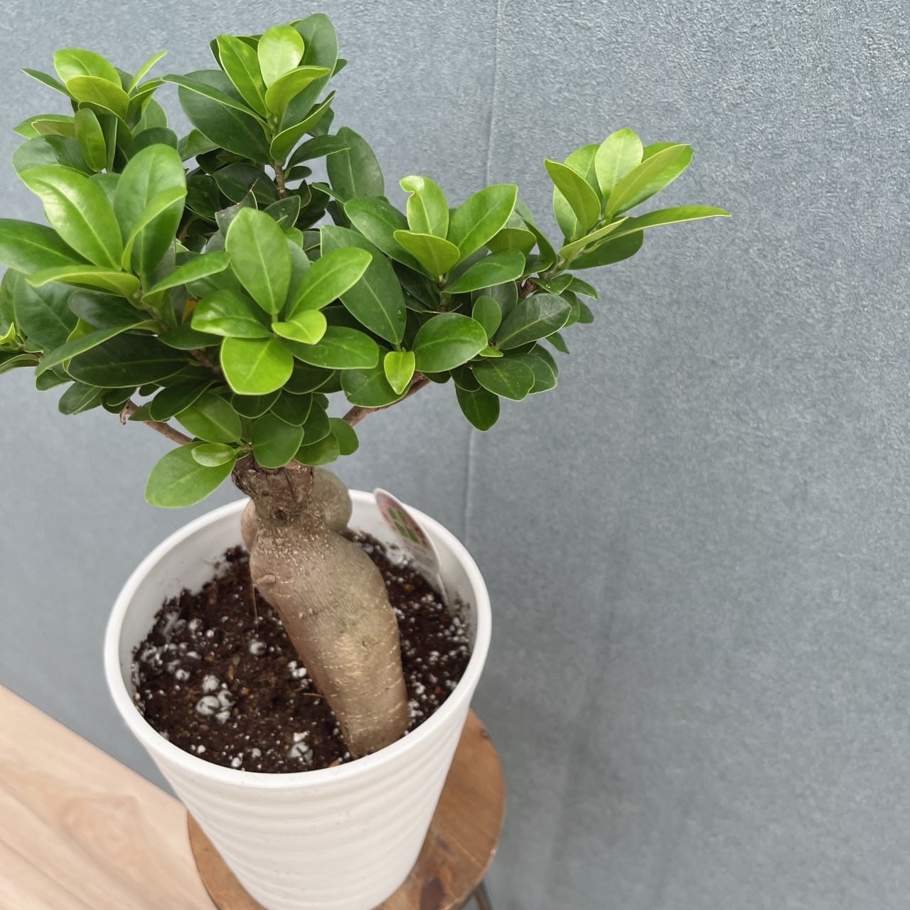 現品］5番 ガジュマル 接木 6号 観葉植物 室内 ニンジンガジュマル