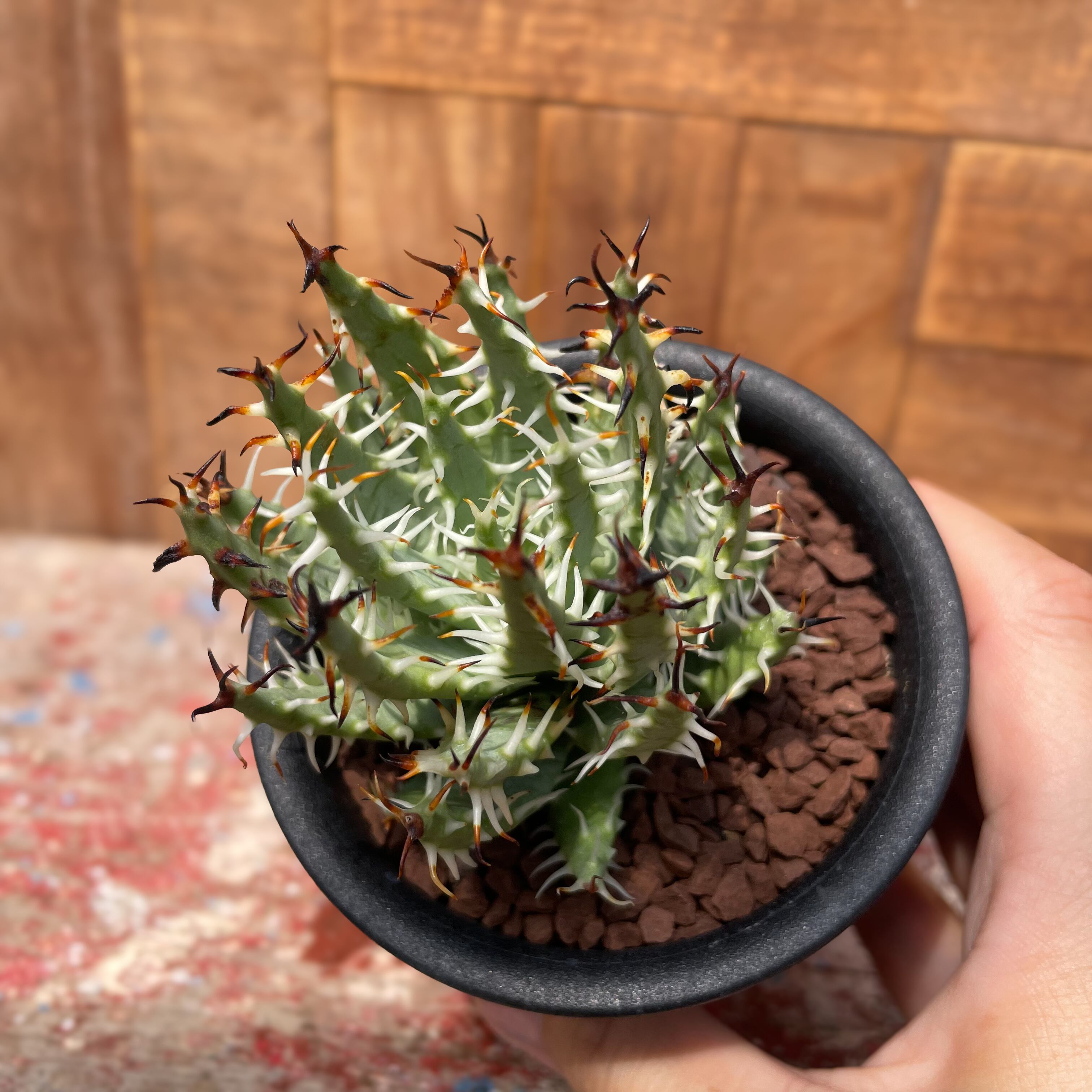 エリナケア(Aloe erinacea)稀少アロエ 20株同捆 エリナケア(Aloe erinacea)稀少アロエ 20株同捆