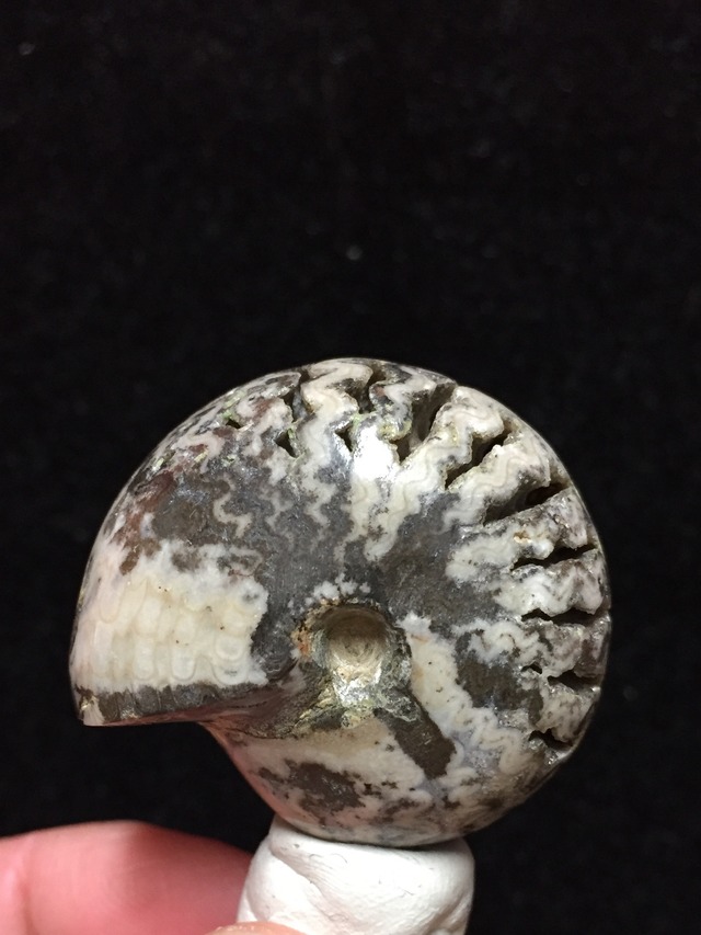 20) 化石ケオン・ハイグレード