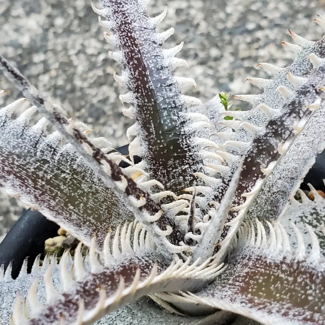 F00261_Dyckia 'A-J'：ディッキア・A-J（子株） | レアプランツ通販