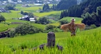 【令和5年産】岐阜県 「坂折棚田みねあさひ」（白米／玄米 5kg）