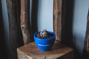 【新作】亀甲竜 × ボクタノ鉢【BOKU HA TANOSII】Dioscorea elephantipes