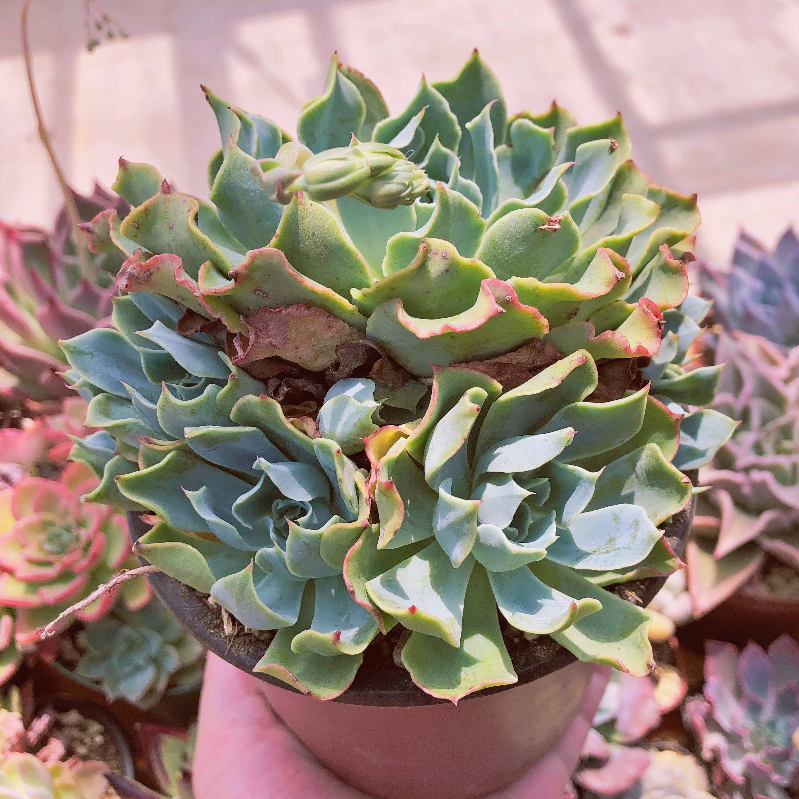 多肉植物　Tsunami 大群生