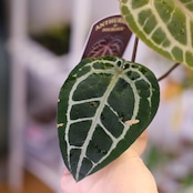 【正規】Anthurium 'Michelle' by DOC BLOCK⑬ / アンスリウム・ミシェル│観葉植物