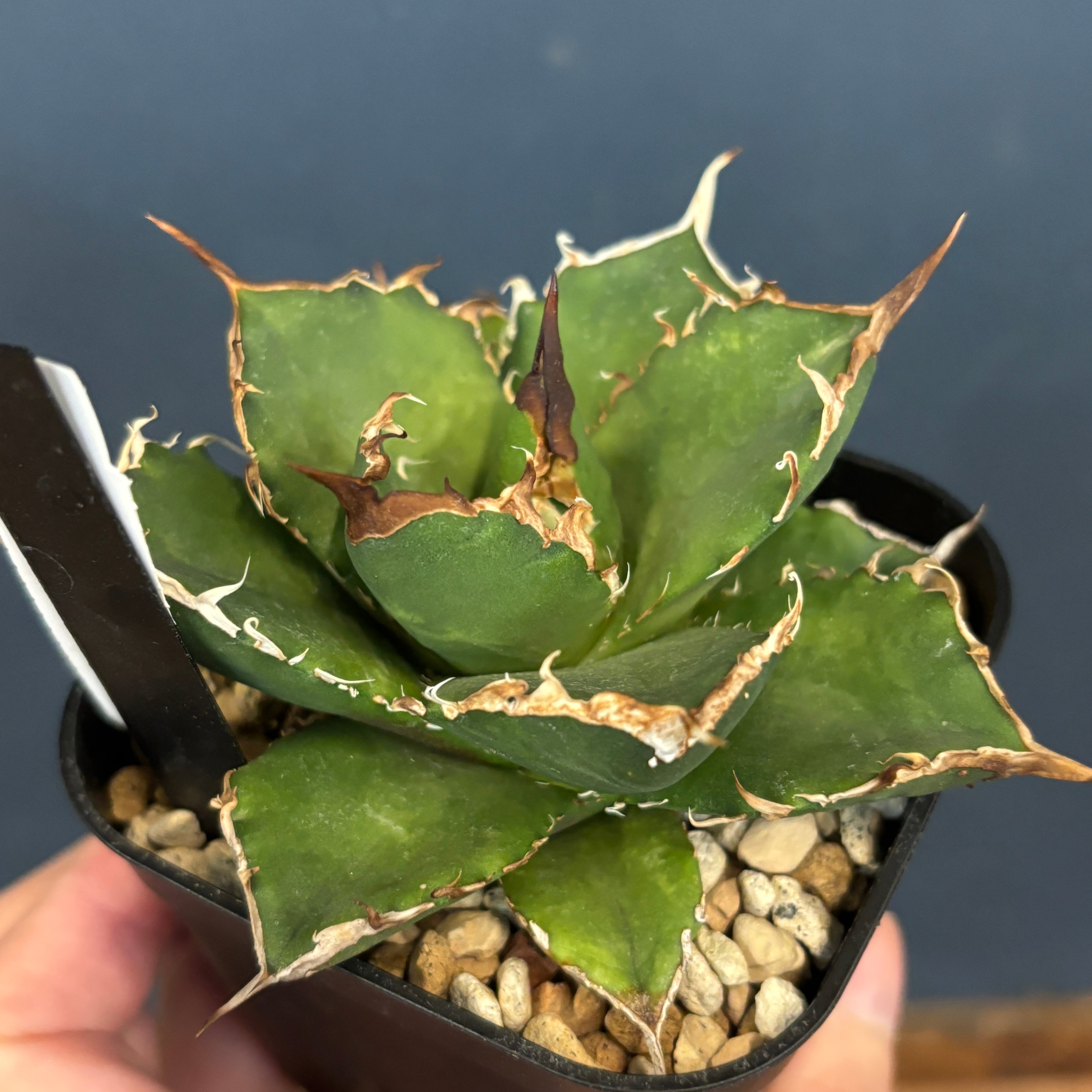 チコリータ！プロフ必読！ tigersfanfan プロフ必読 tigersfanfan プロフ必読 tigersfanfan