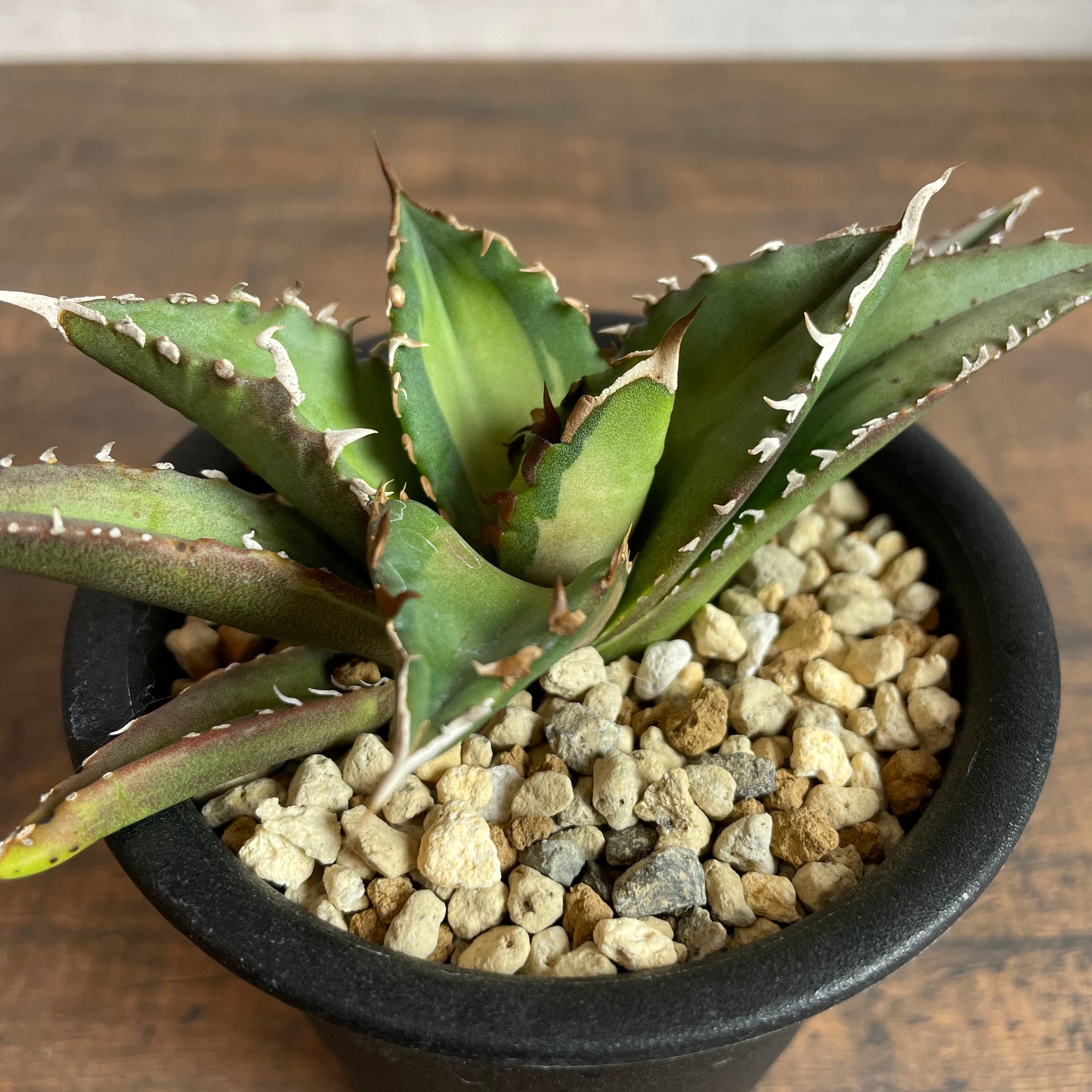 特選 Green Life株 agave titanota 逆鱗 子株-