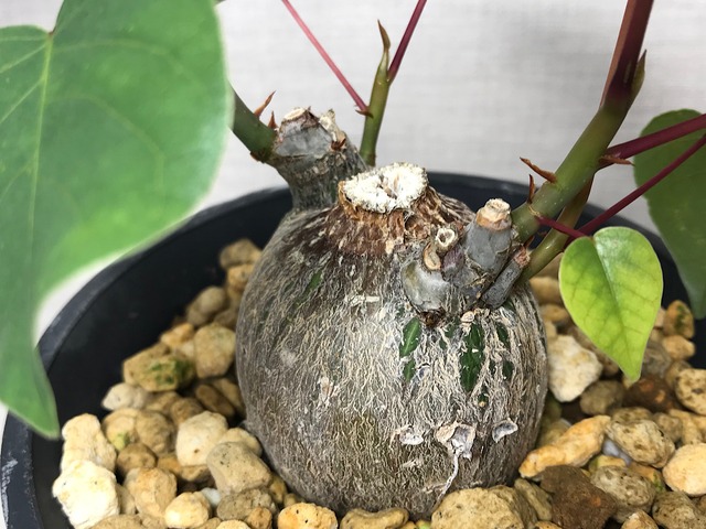 プセウドボンバックス エリプティクム