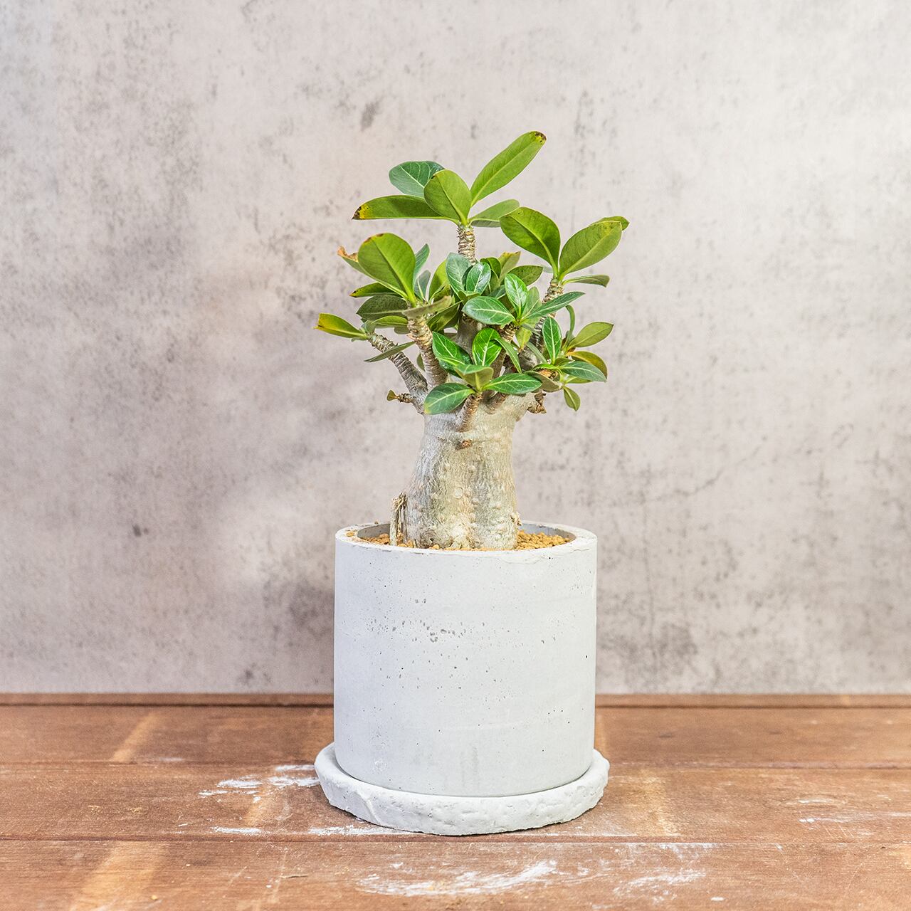 アデニウム｜すっきり立ち上がる枝と優しい塊根フォルムの一点もの【虫発生抑制／手作りモルタル鉢】