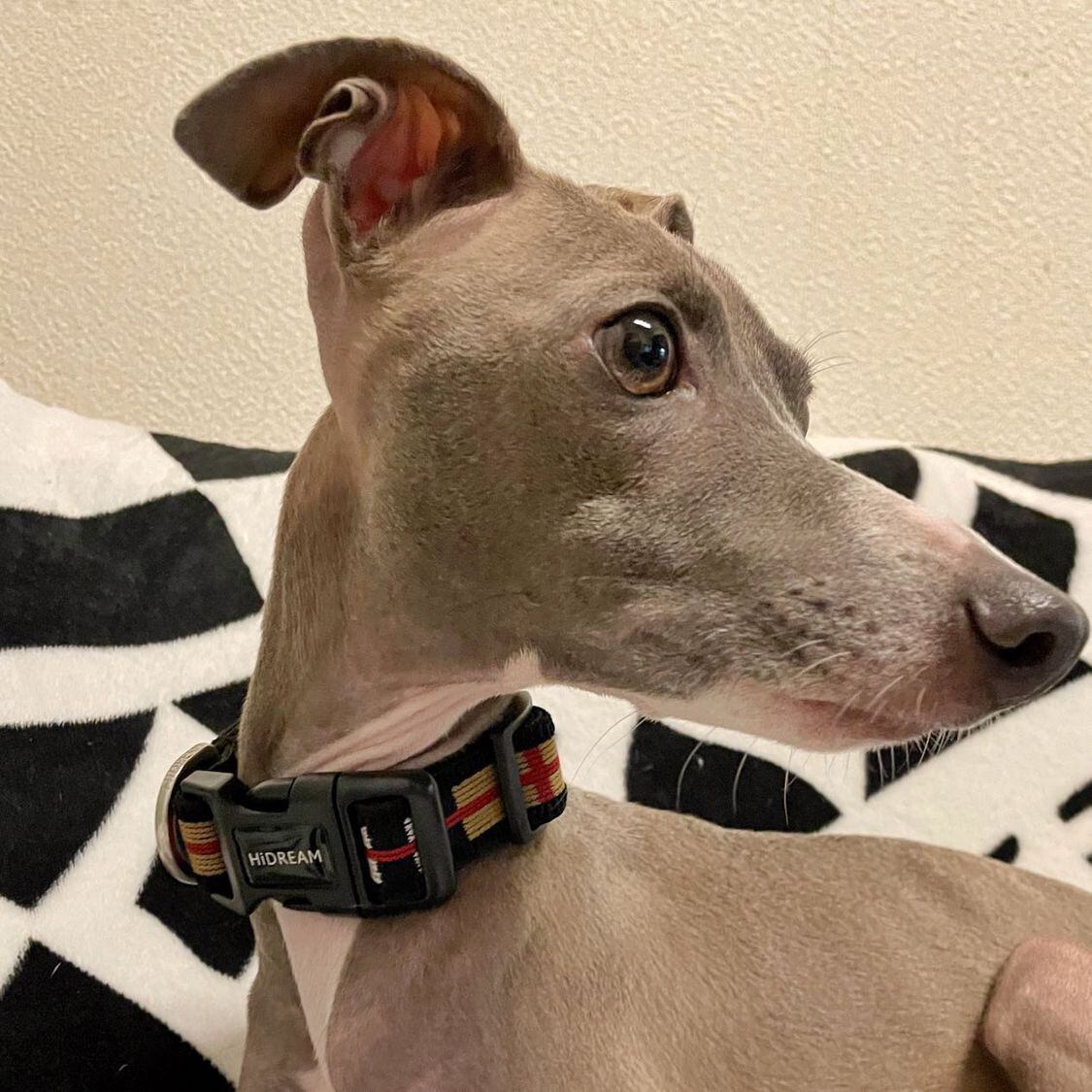 2.5cm幅広 細首犬用首輪(20cm〜28cm) | ペット用品 ココアンドルカ BASE店