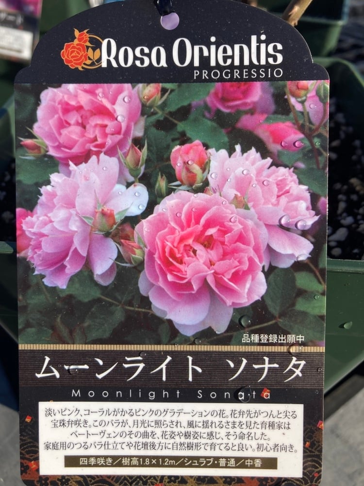 ムーンライトローズ　プレート5枚です☆ 薔薇 ムーンライト ソナタ 四季咲き オリエンティス | 日本ライン花木