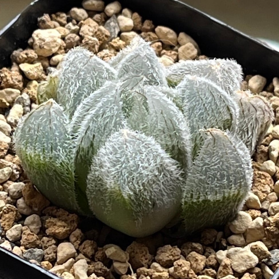 ハオルチア オブツーサ錦 水中の月(微発根) | mocono_plants