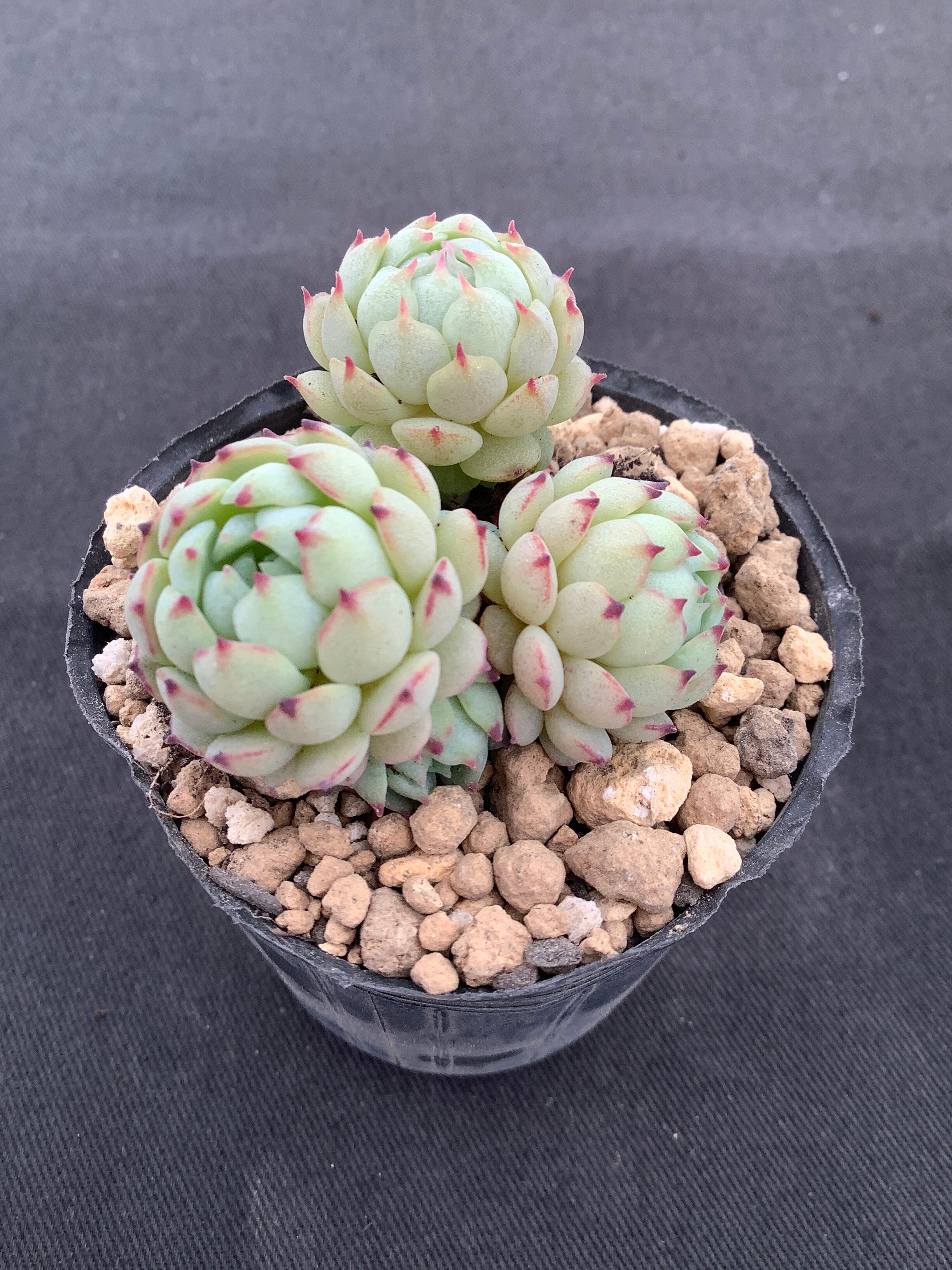 【アイビー】５品種　多肉植物 アイビー様専用】5品種 多肉植物 【公式通販】