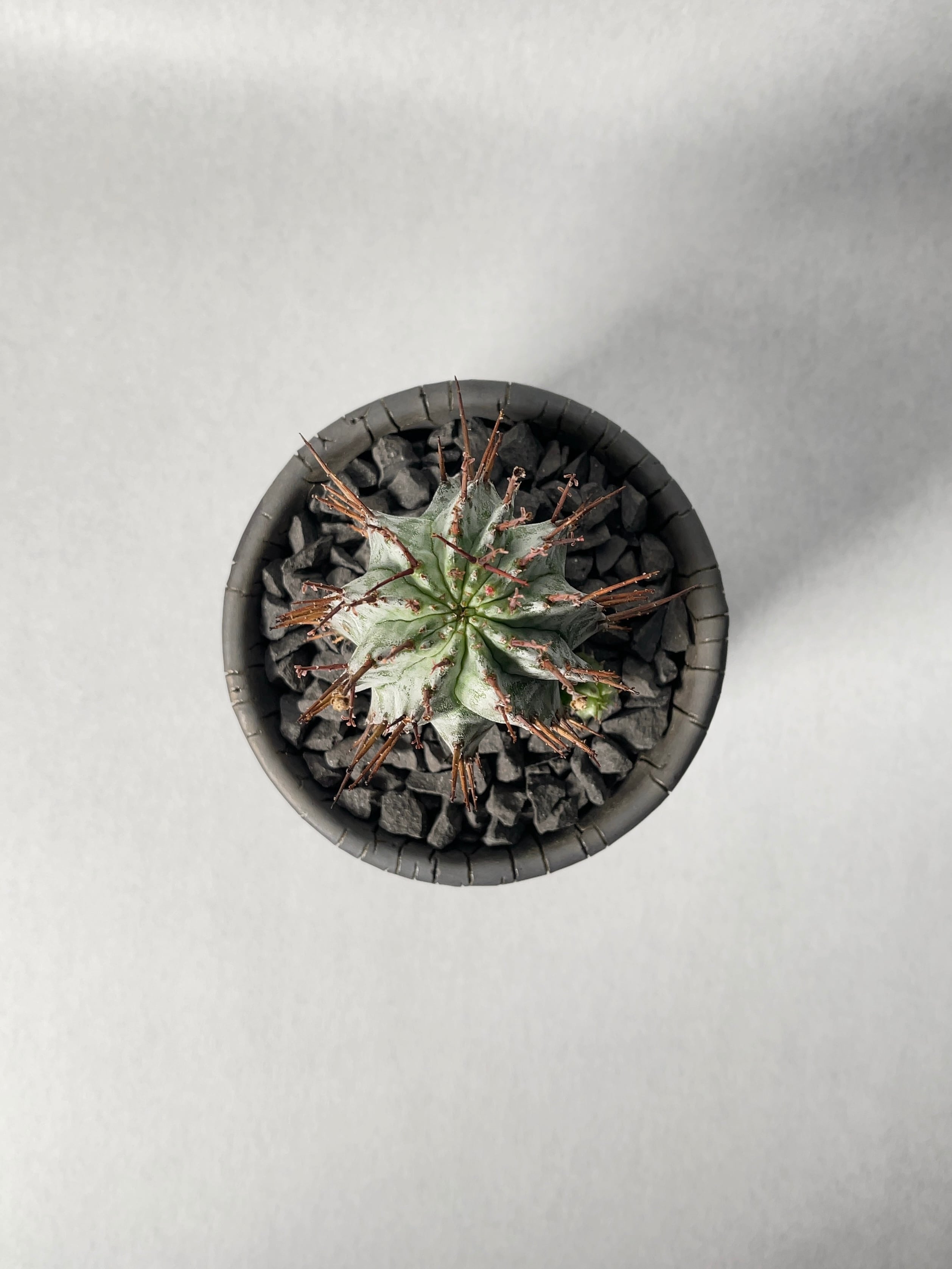 ユーフォルビア・白衣ホリダ | trigger