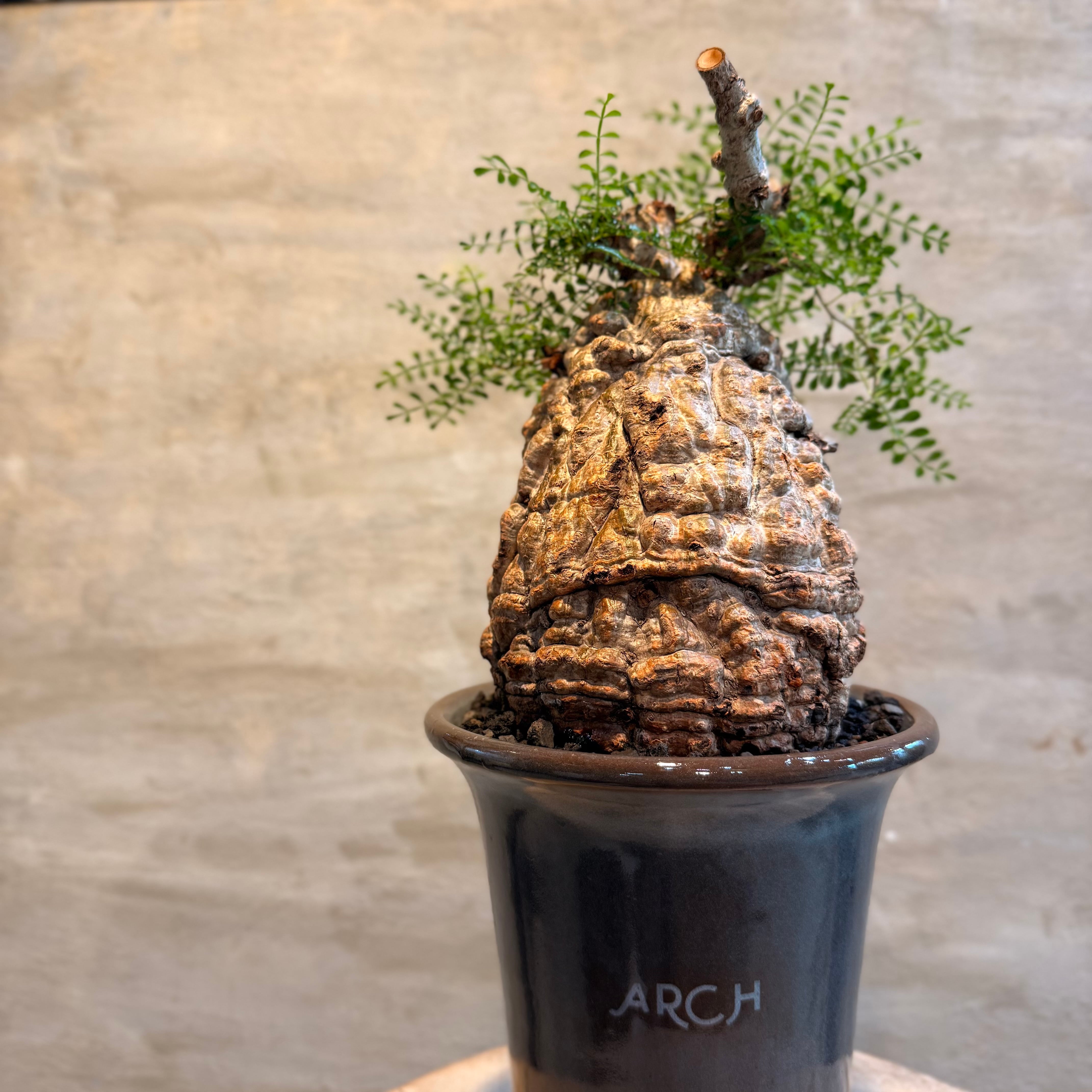 送料無料！【植物】オペルクリカリア パキプス 発根済み現地株×ARCH