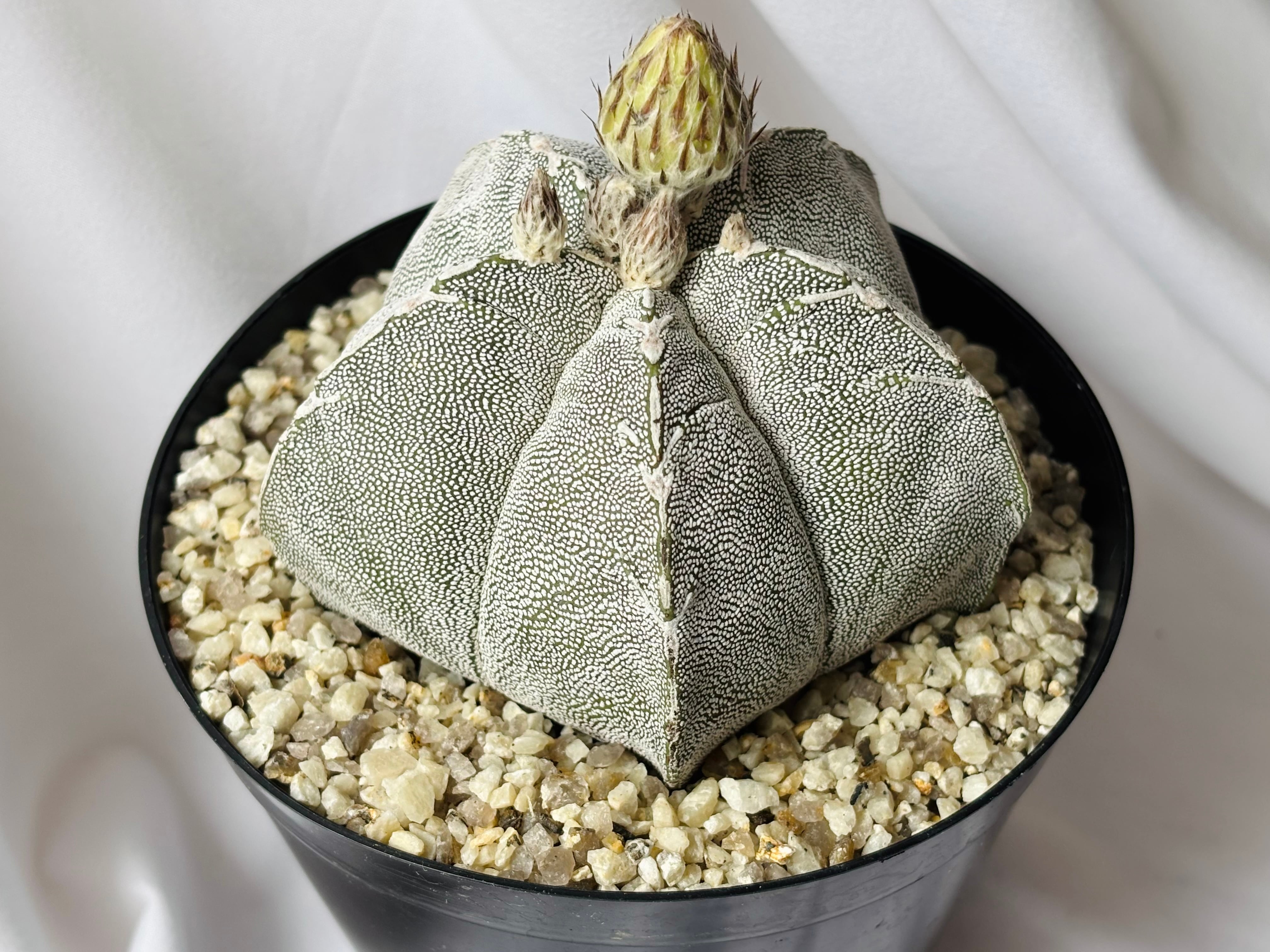 Astrophytum myriostigma アストロフィツム ランポー玉 恩塚鸞鳳玉