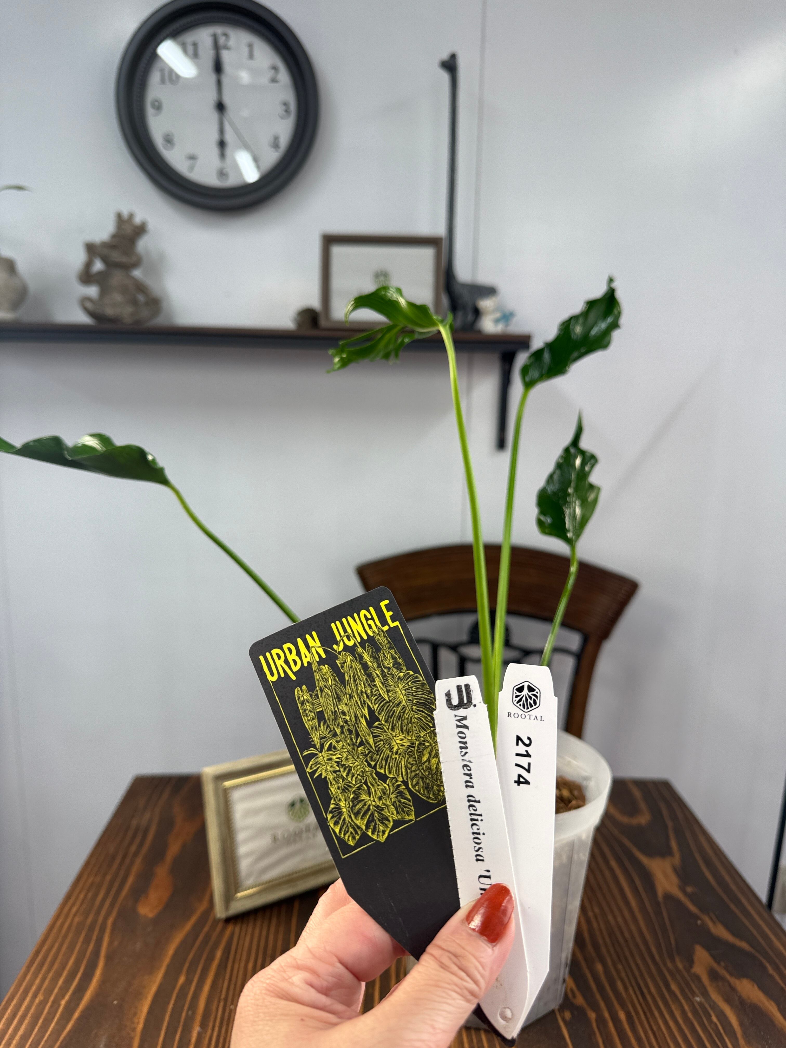 モンステラ | ROOTALPLANTS