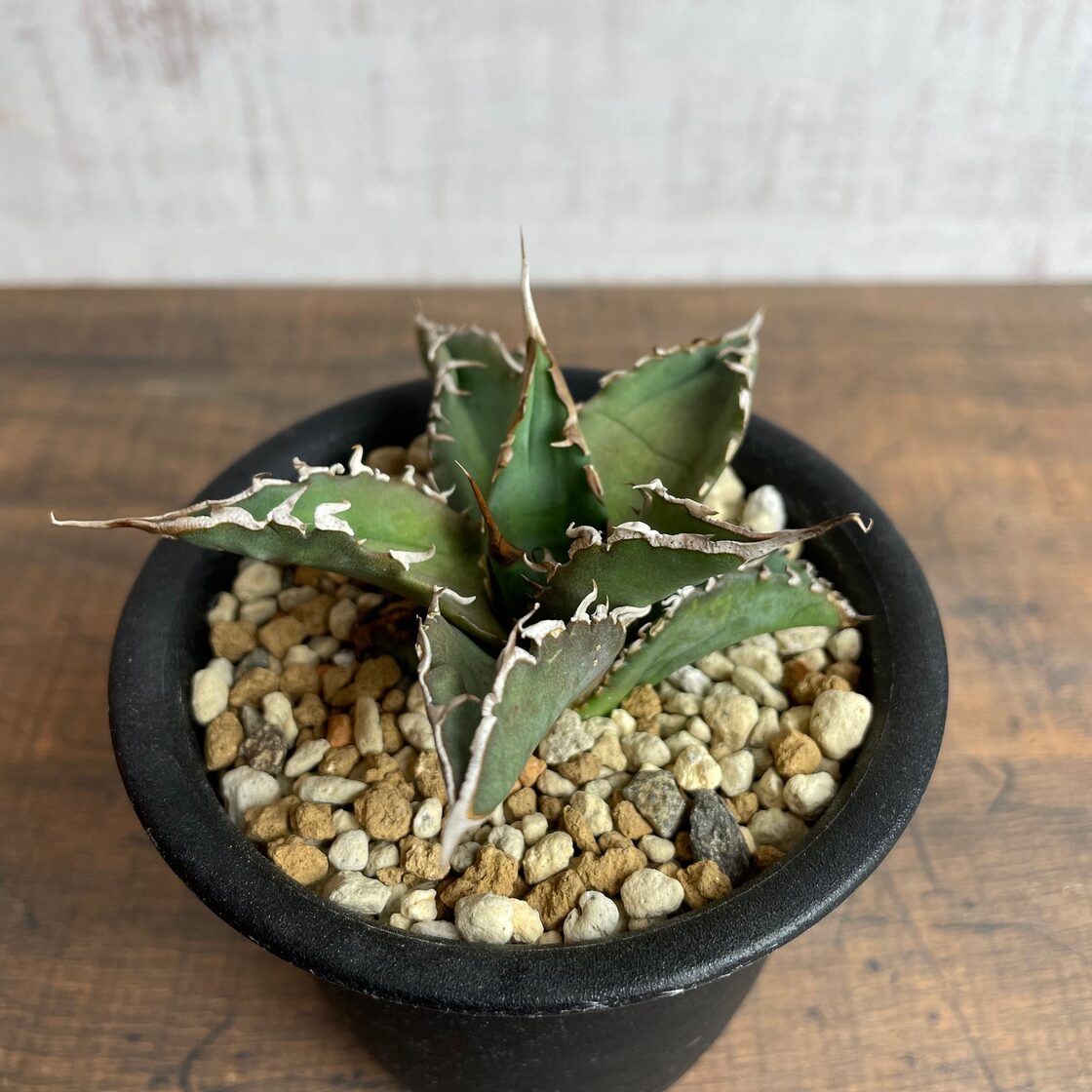 Agave titanota 