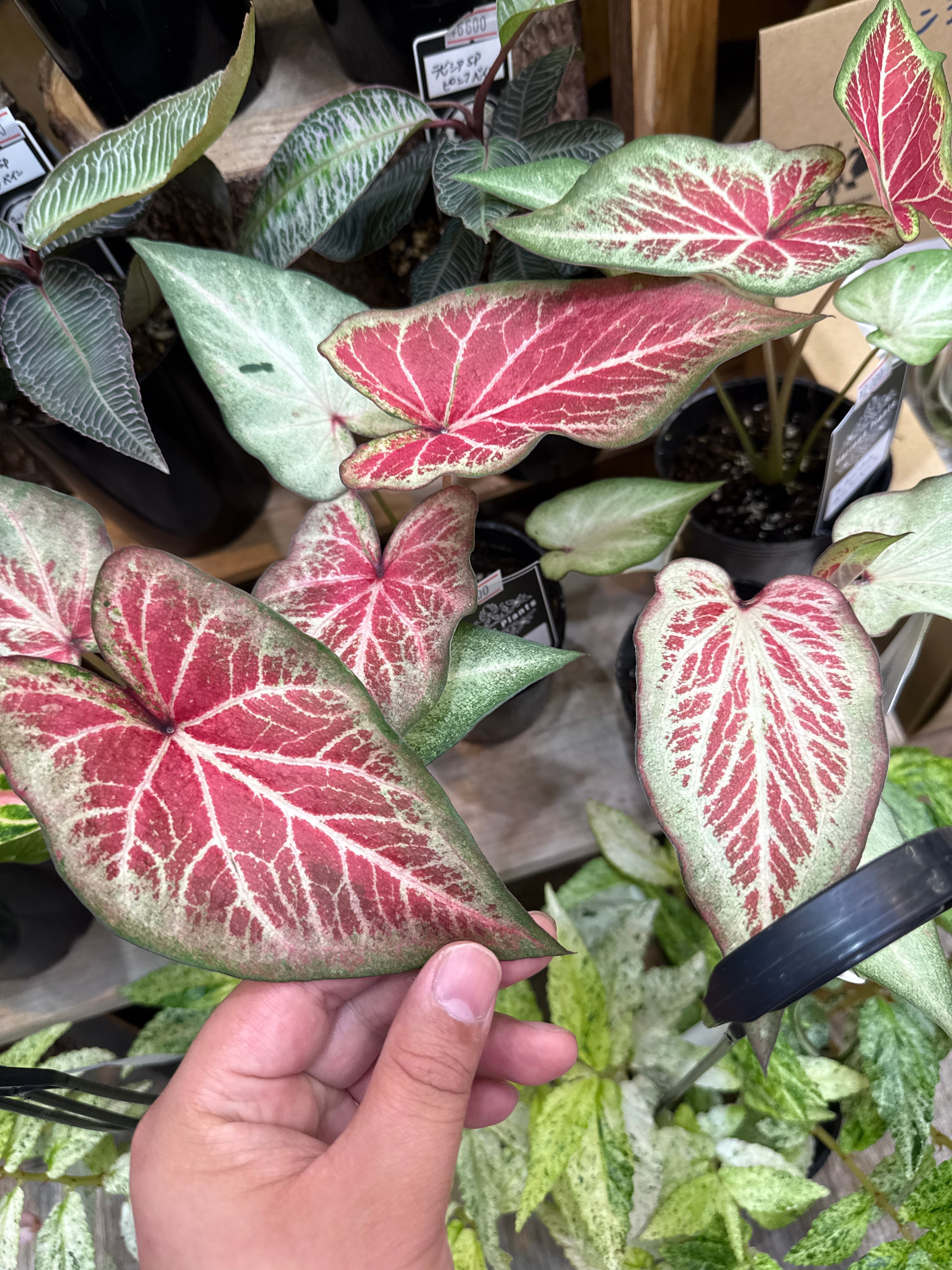 aglaonema 'medusa' | Gardenえん 【観葉熱帯植物】