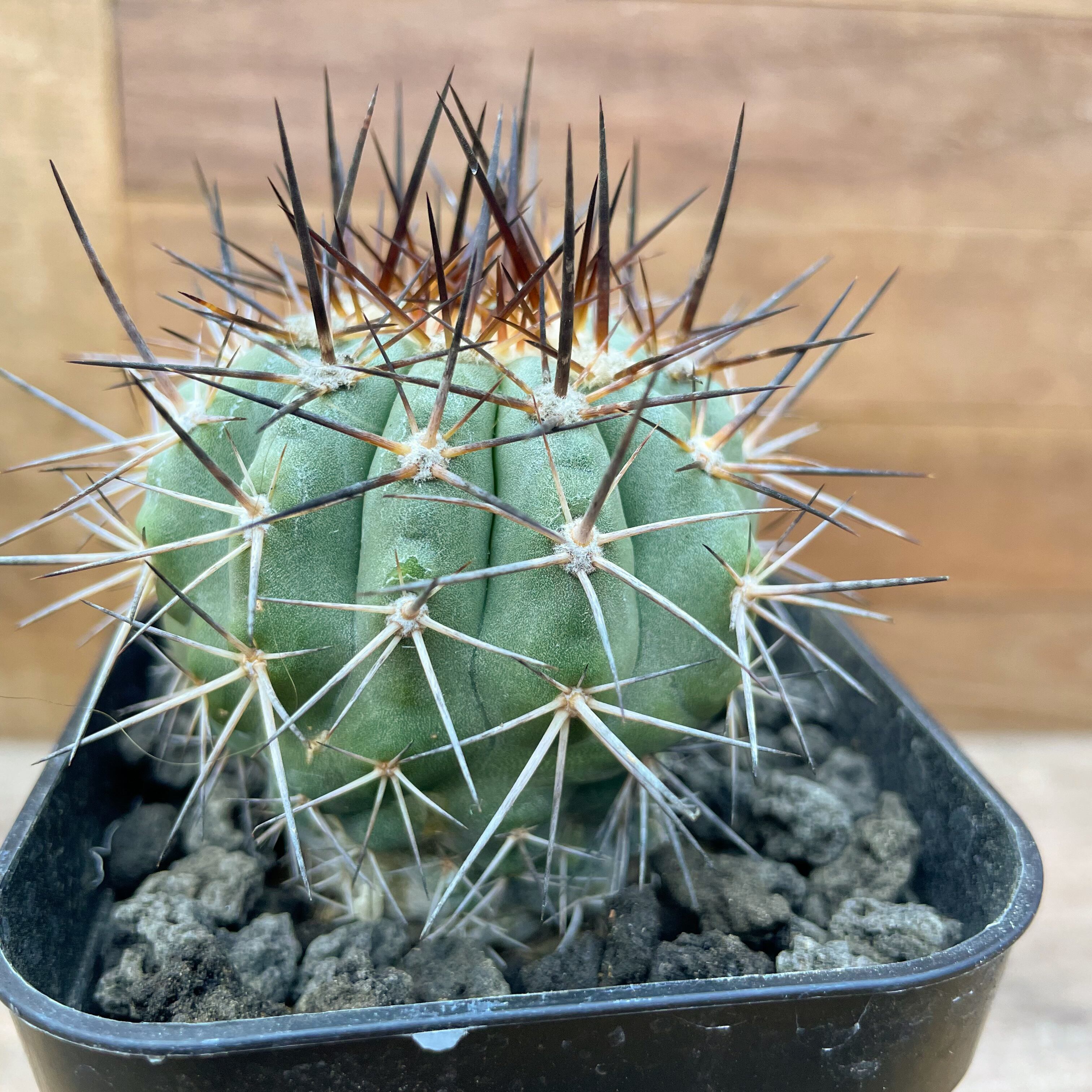 Copiapoa magnifica【コピアポア・マグニフィカ】 | RIMO'S GREEN