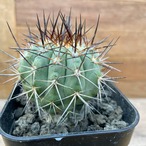 Copiapoa magnifica【コピアポア・マグニフィカ】