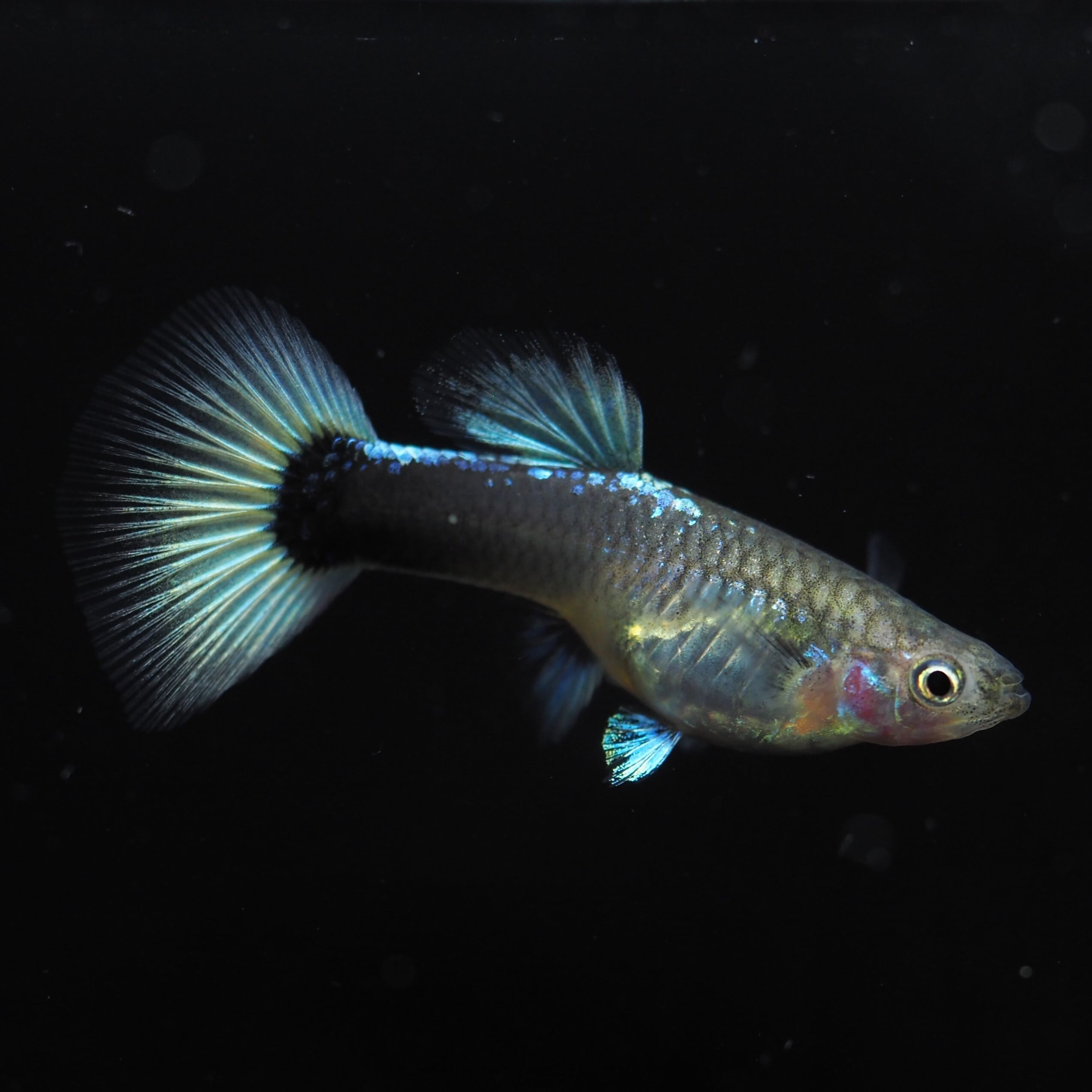 国産グッピー　ハイグレード　ドイツイエロータキシード・スワロー 入荷未定）（熱帯魚）ゴールデンドイツイエロータキシードスワロー