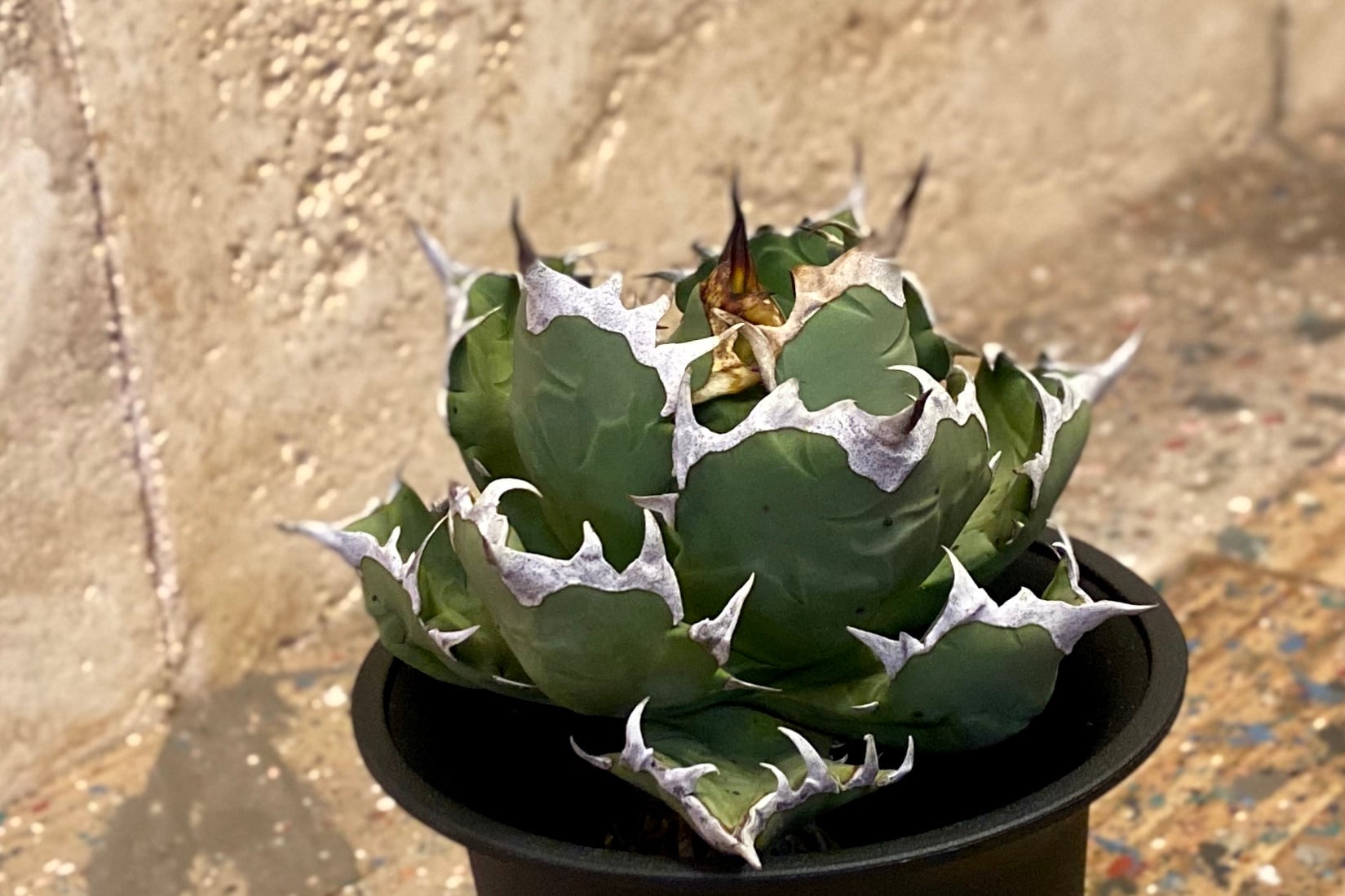 Agave titanota '姫厳竜' No.1 | アガベ専門店SAAG