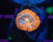 Scolymia Baby "WarPaint" 9