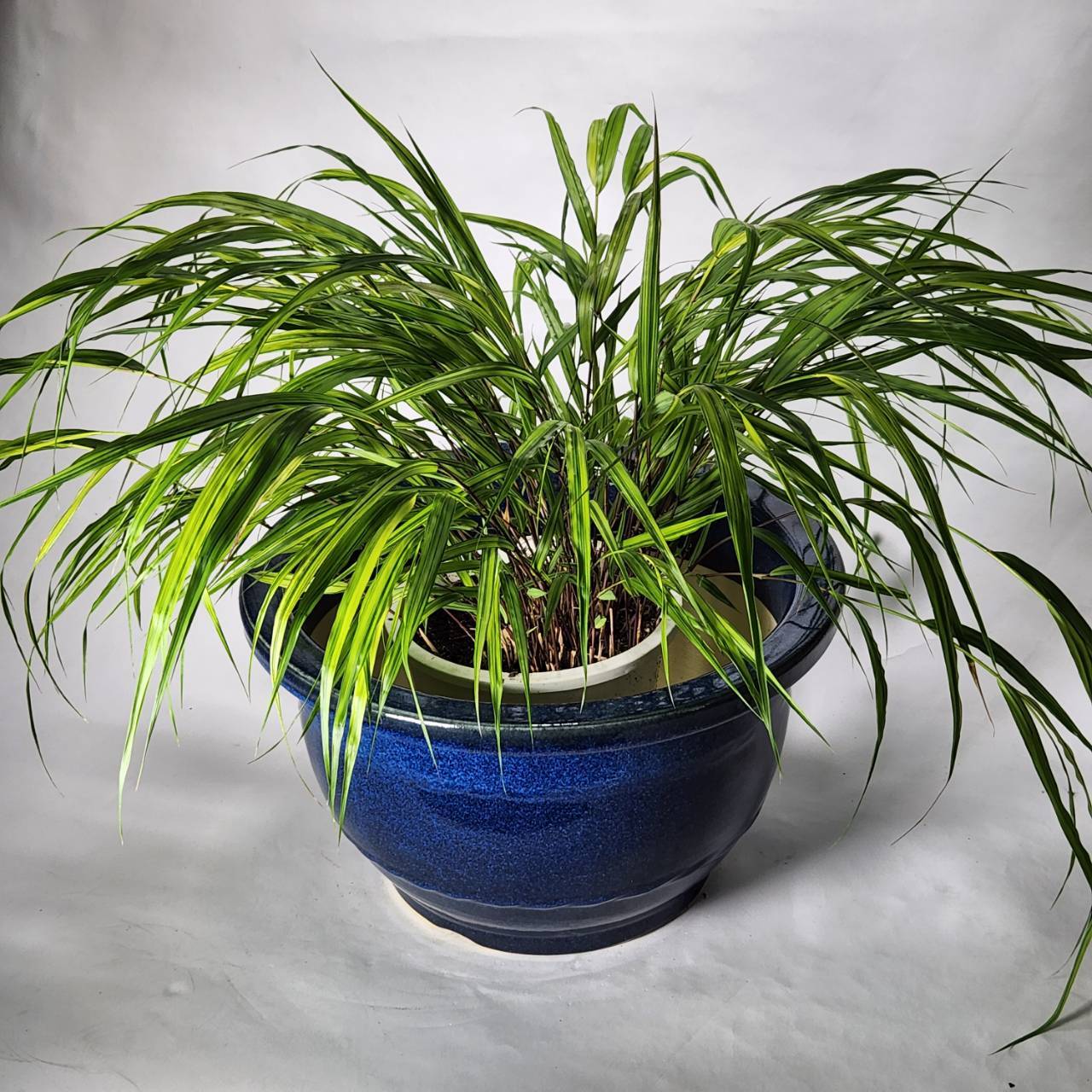 生子輪型 11号 （信楽焼き・植木鉢・ガーデニング・陶器・鉢・輪型