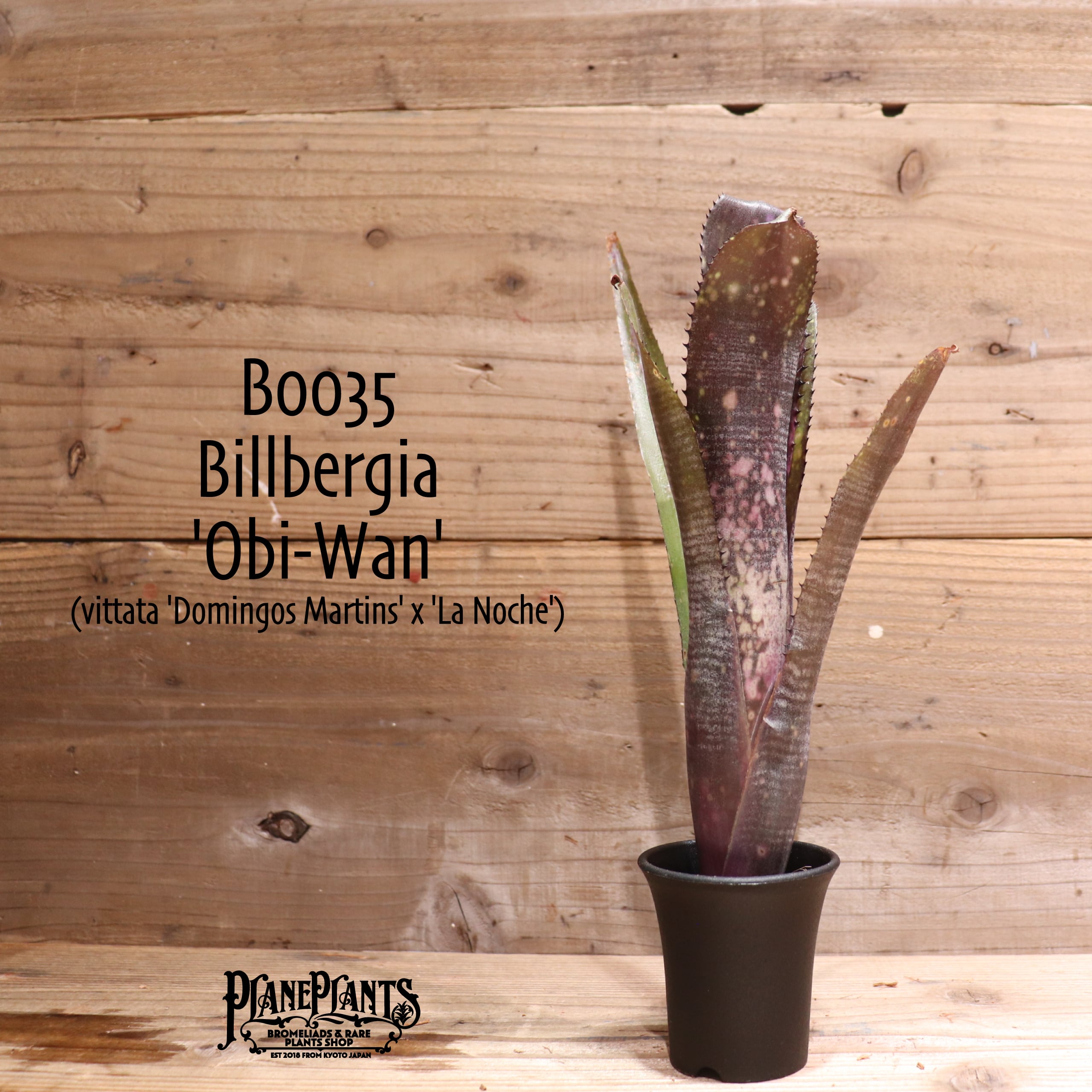 温*き様 ブロメリア　billbergia obi wan ビルベルギア ビルベルギア オビ-ワン「Billbergia Obi - Wan」59G-4 | SHOUC