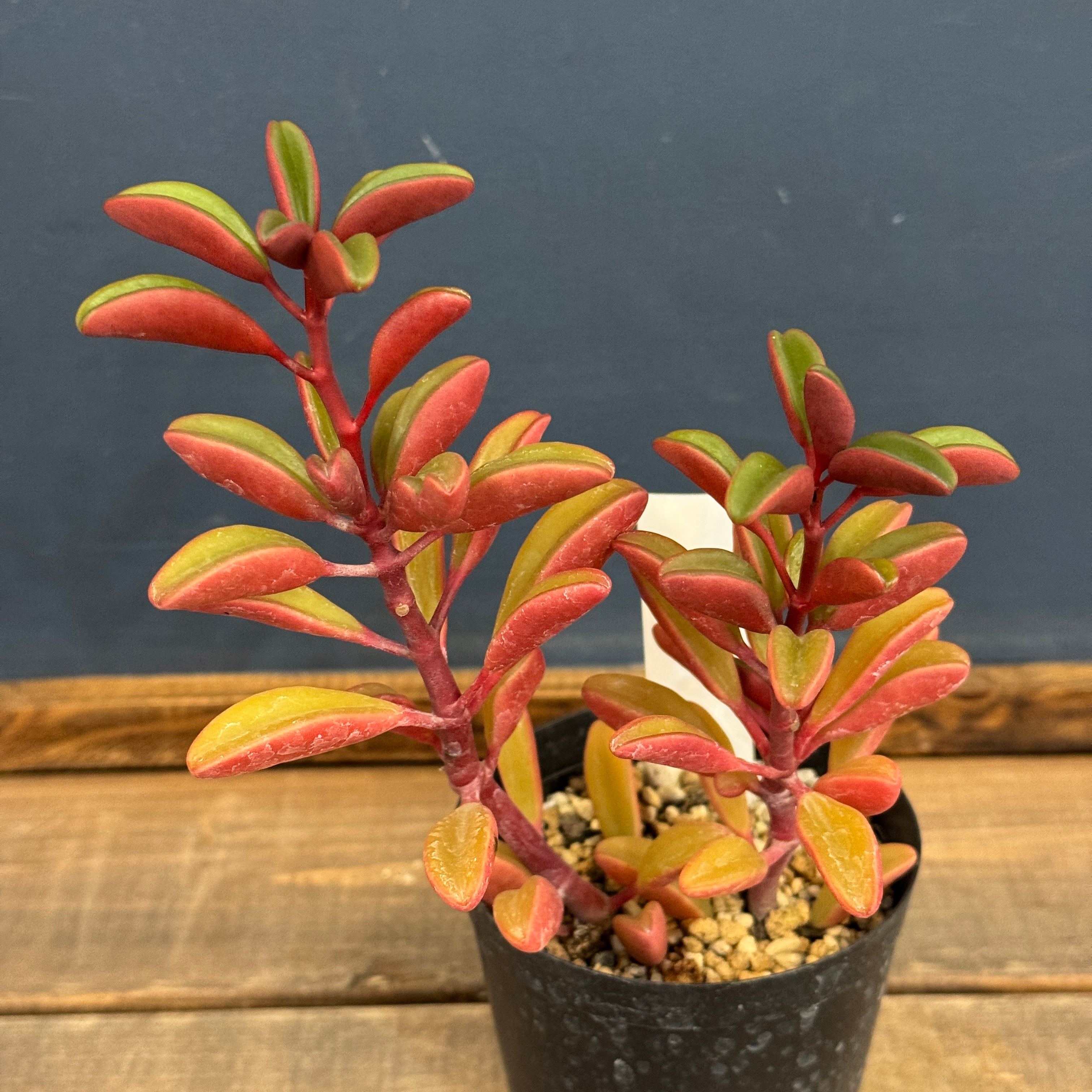 多肉植物 | PROTOLEAF プロトリーフ