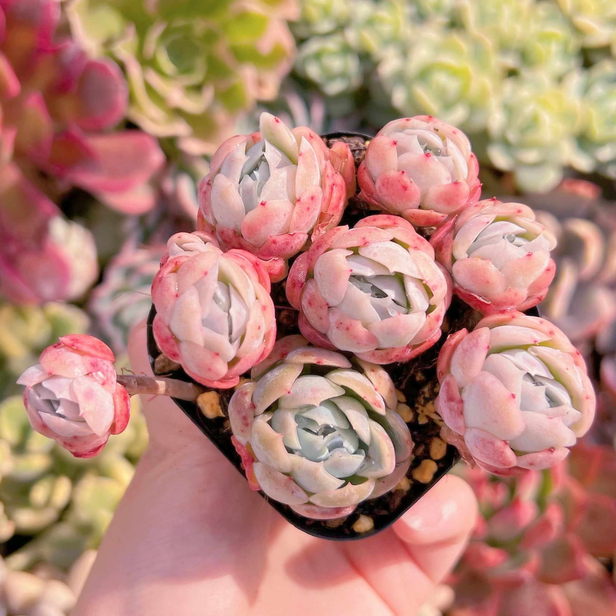 現品　クリームベリー#838　るる農園