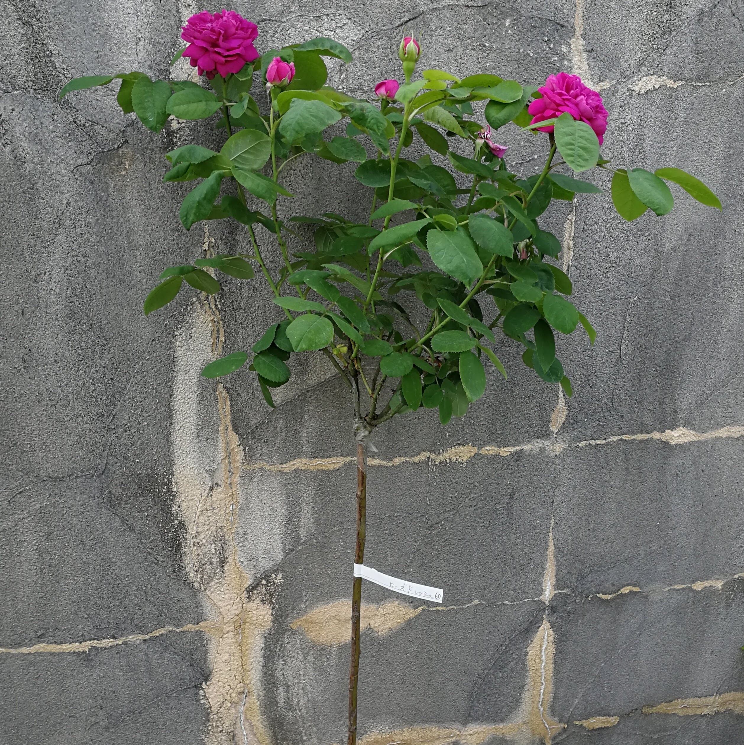 100cm台木 スタンダード 仕立て ヒュームズ ティ センティッド チャイナ オドラータ 天空のバラ園 無農薬バラ 苗 花苗 クレマチス ハーブ産直販売