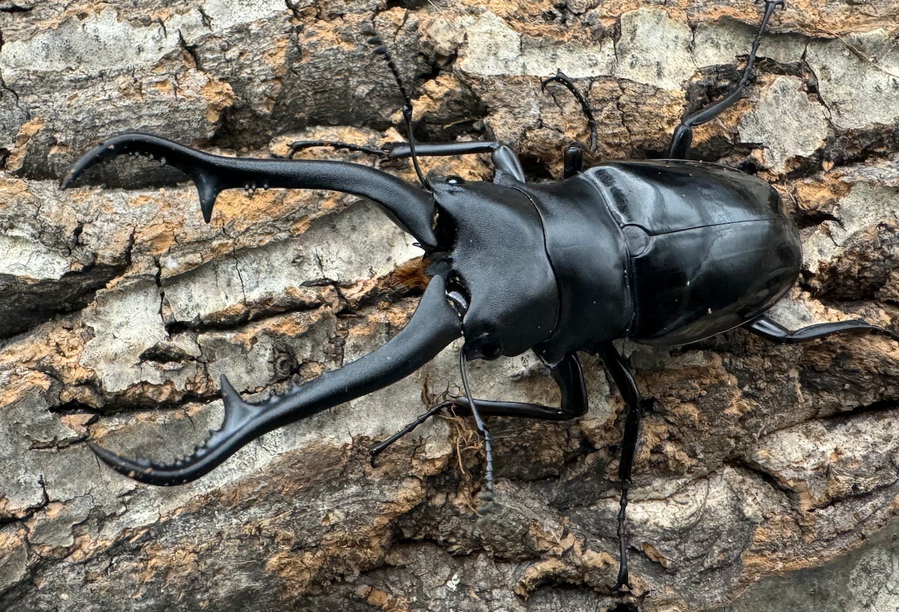 【WD】《ギラファノコギリ亜種ダイスケ ネグロス島産 91mm ペア》